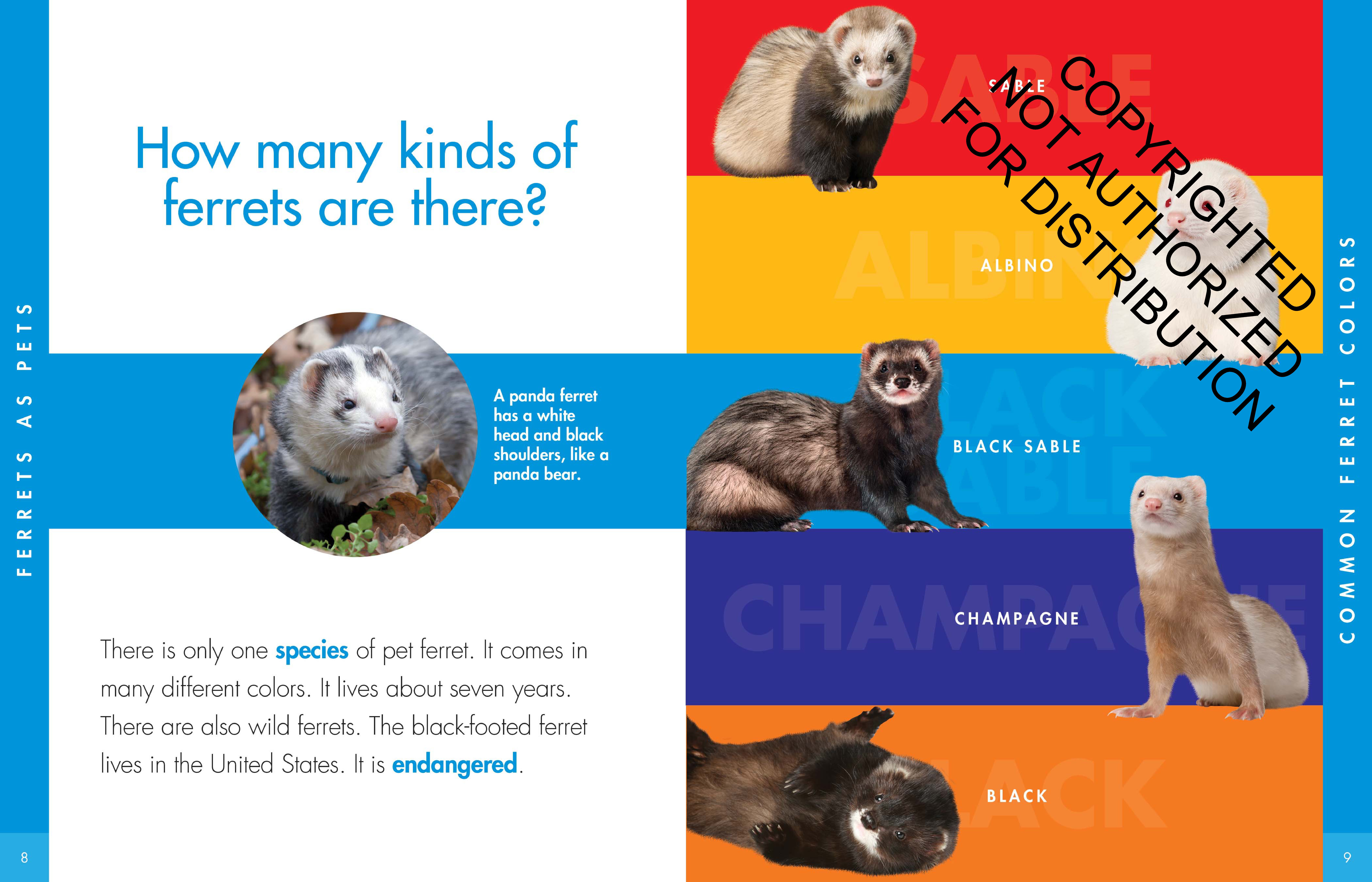 Curious about Ferrets