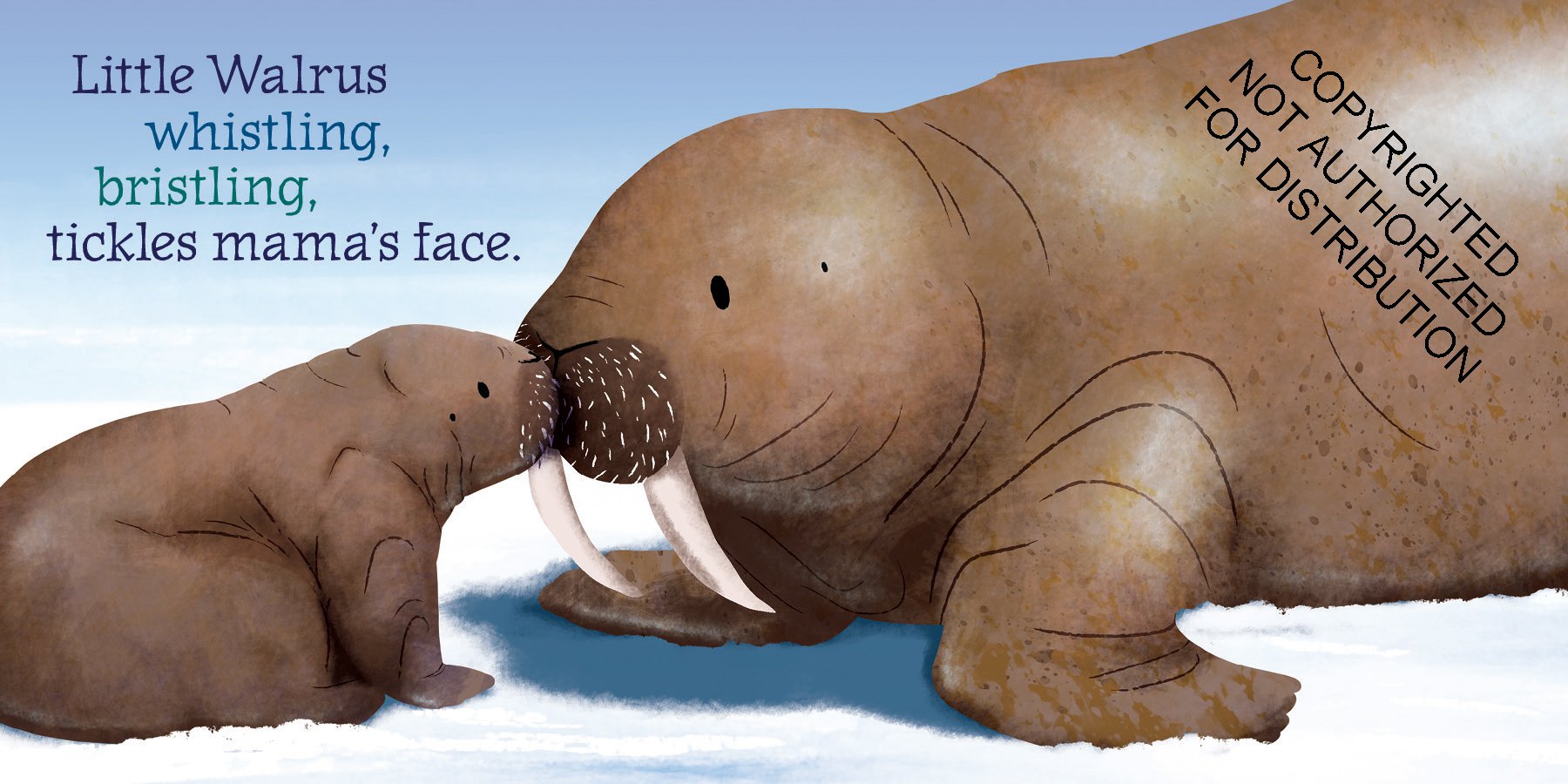 Little Walrus