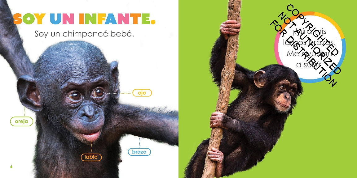 Chimpancés bebés