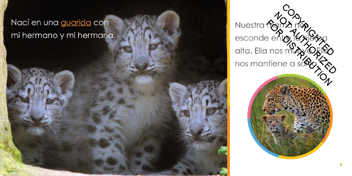 Leopardos bebés