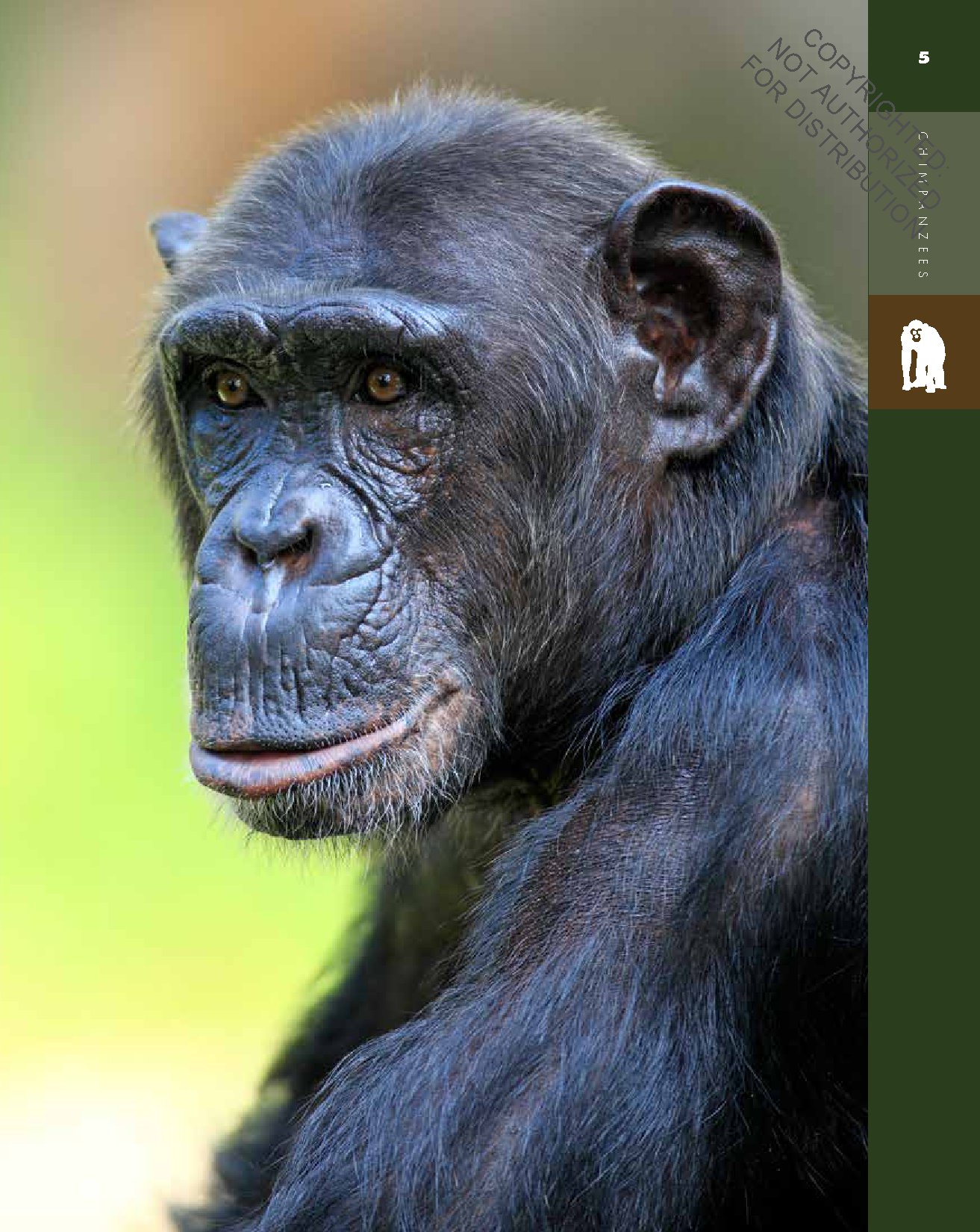 Chimpanzees