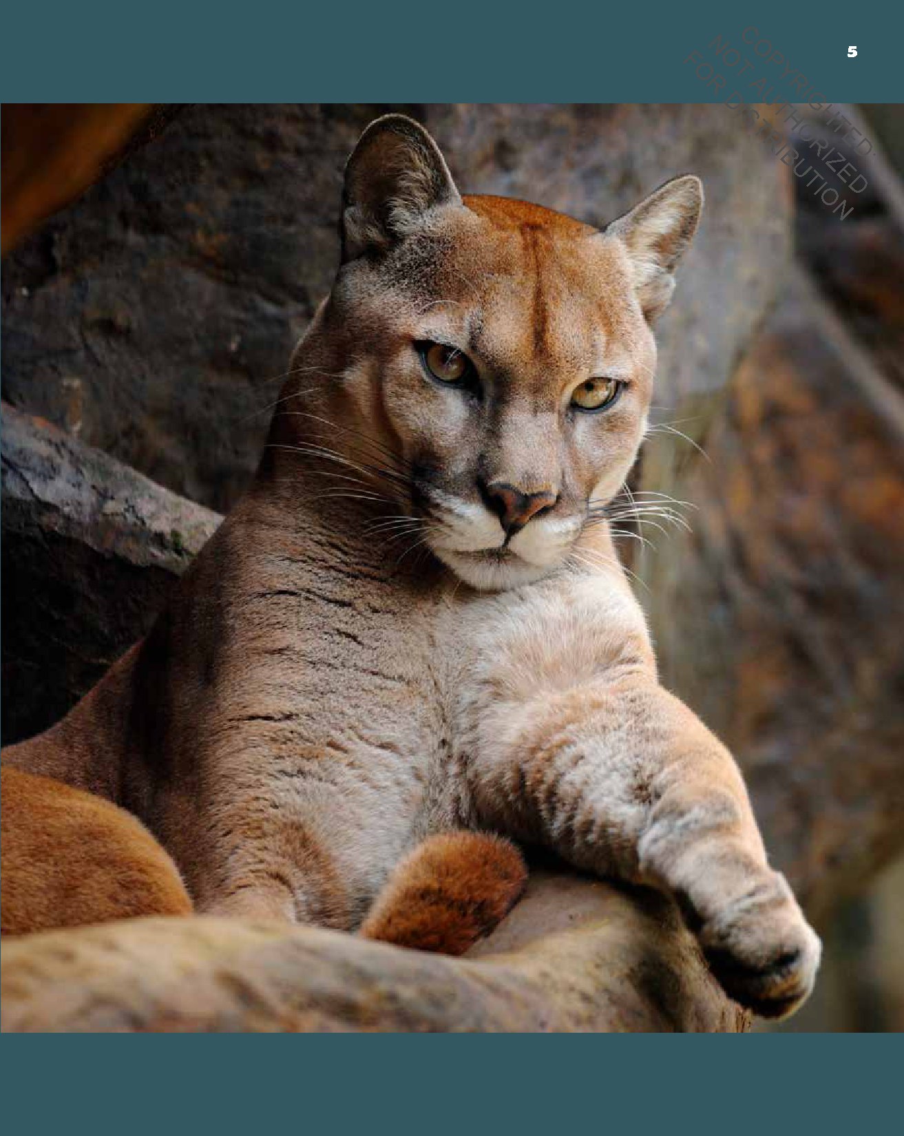Cougars