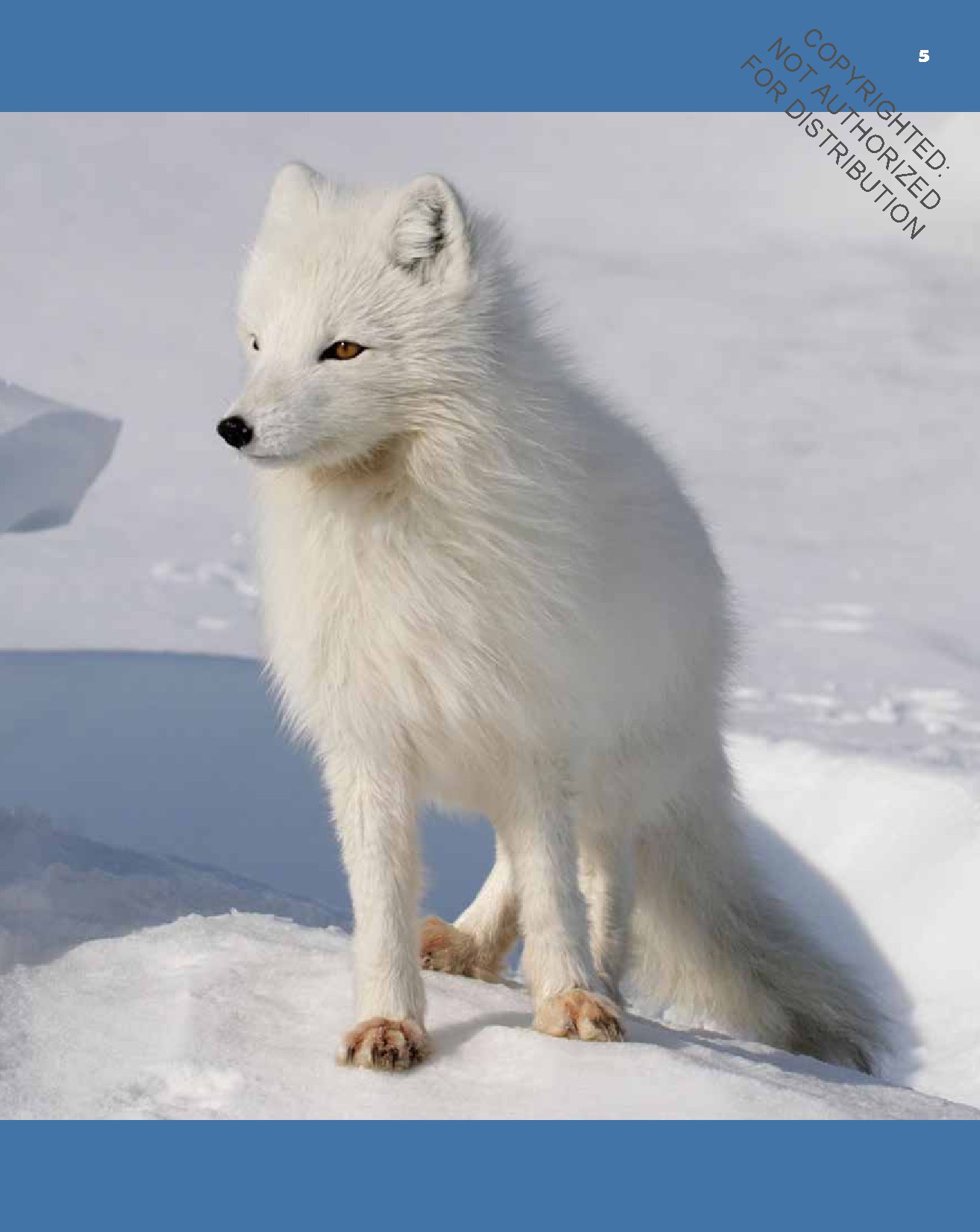 Foxes