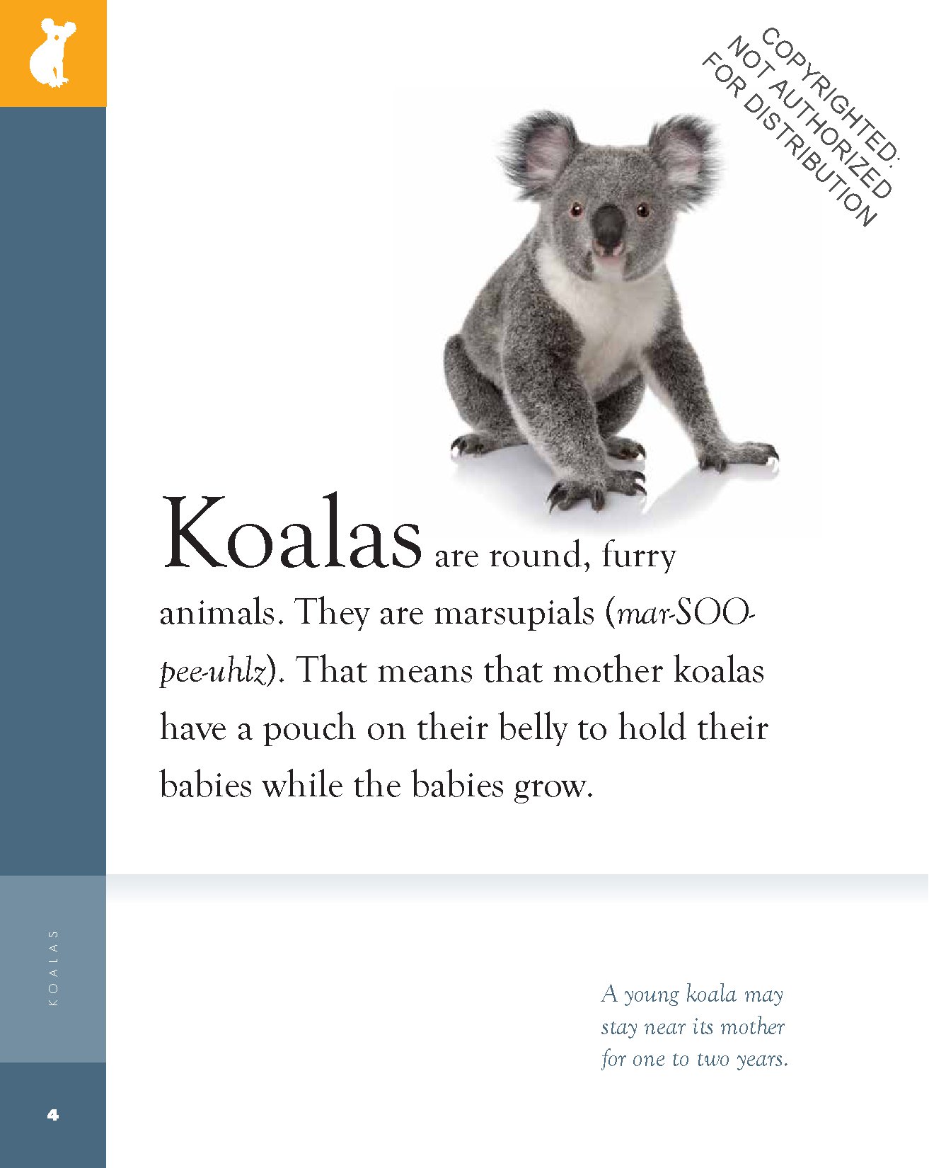 Koalas