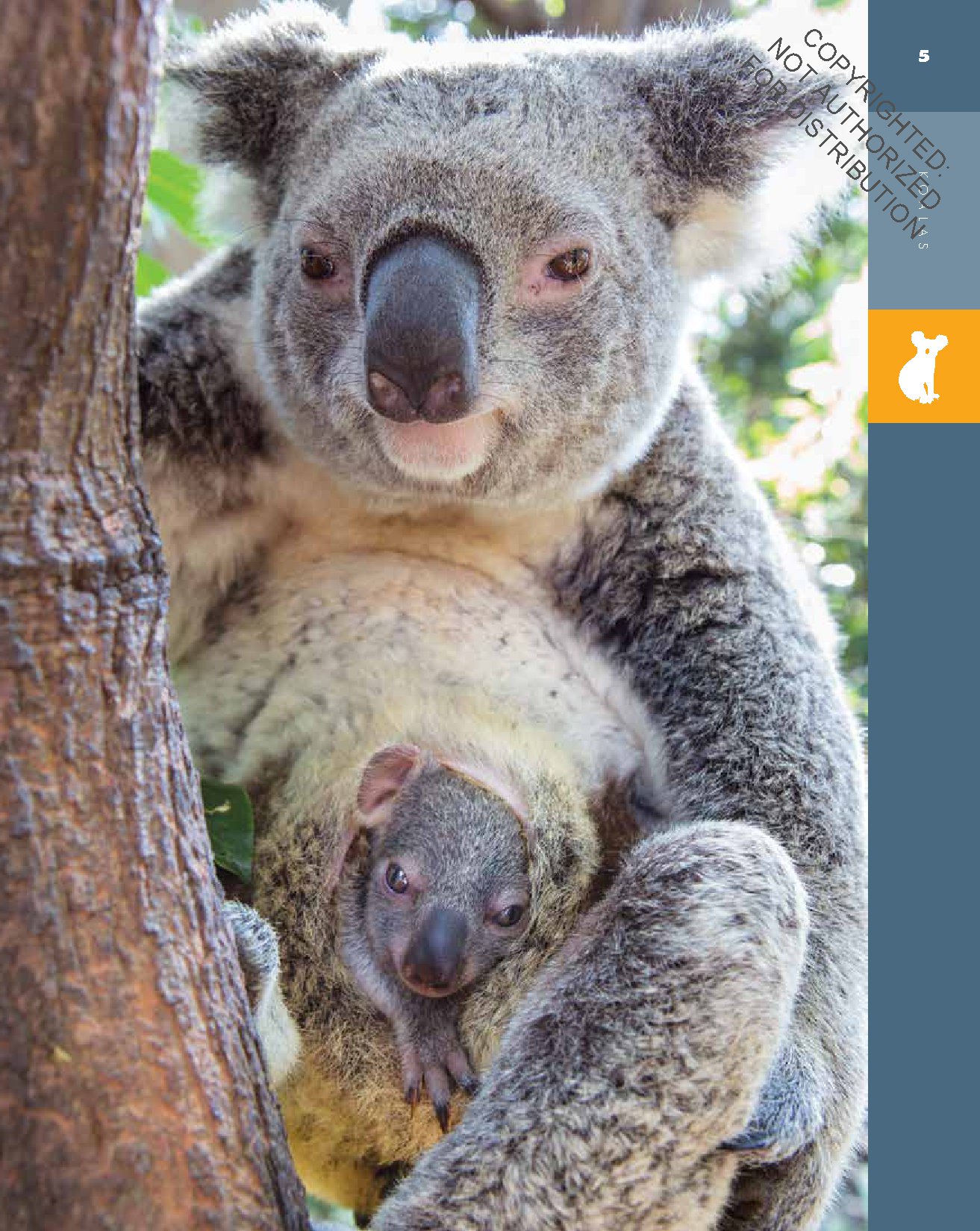 Koalas