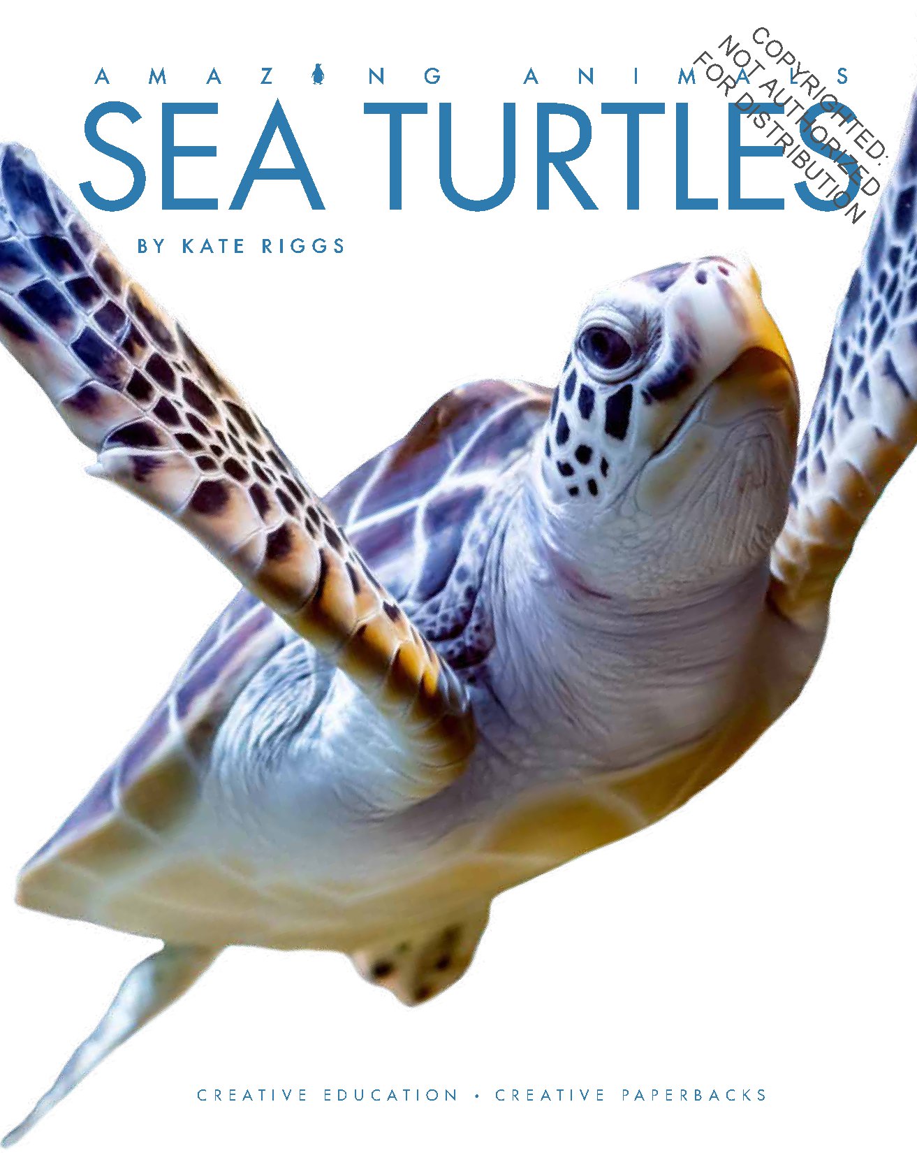 Sea Turtles