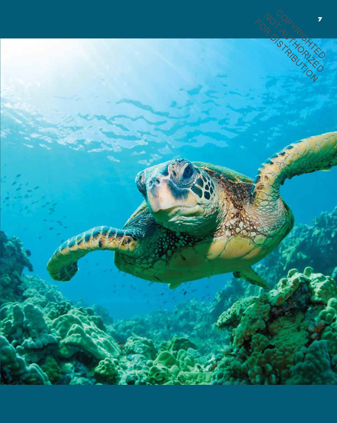 Sea Turtles