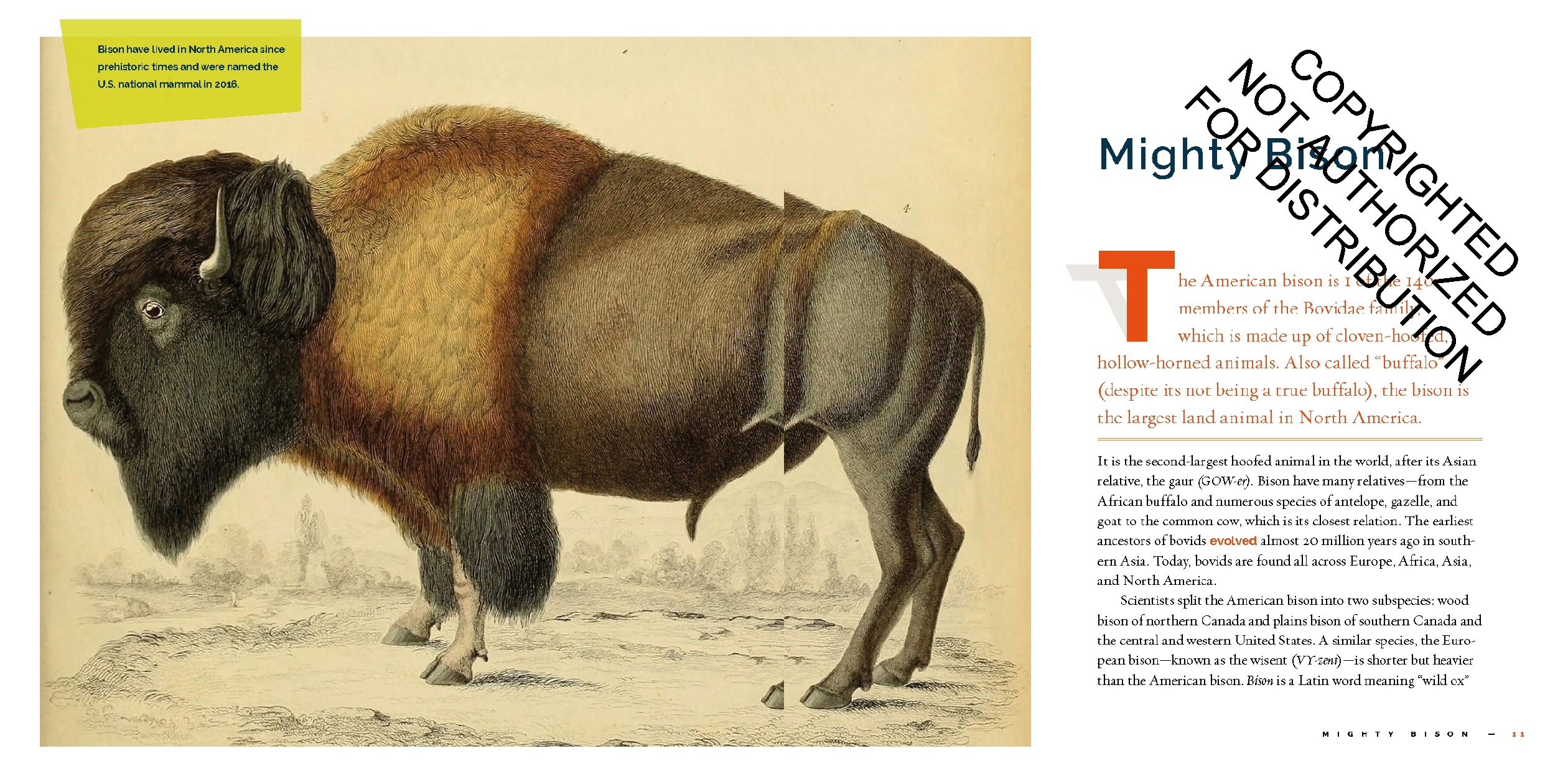 Bison
