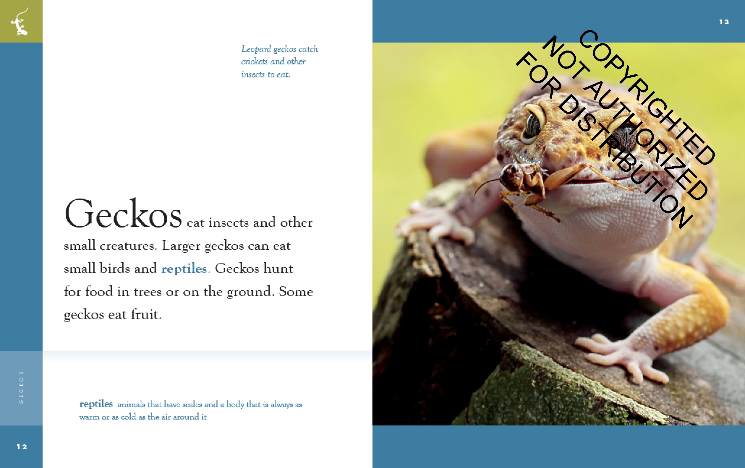 Geckos