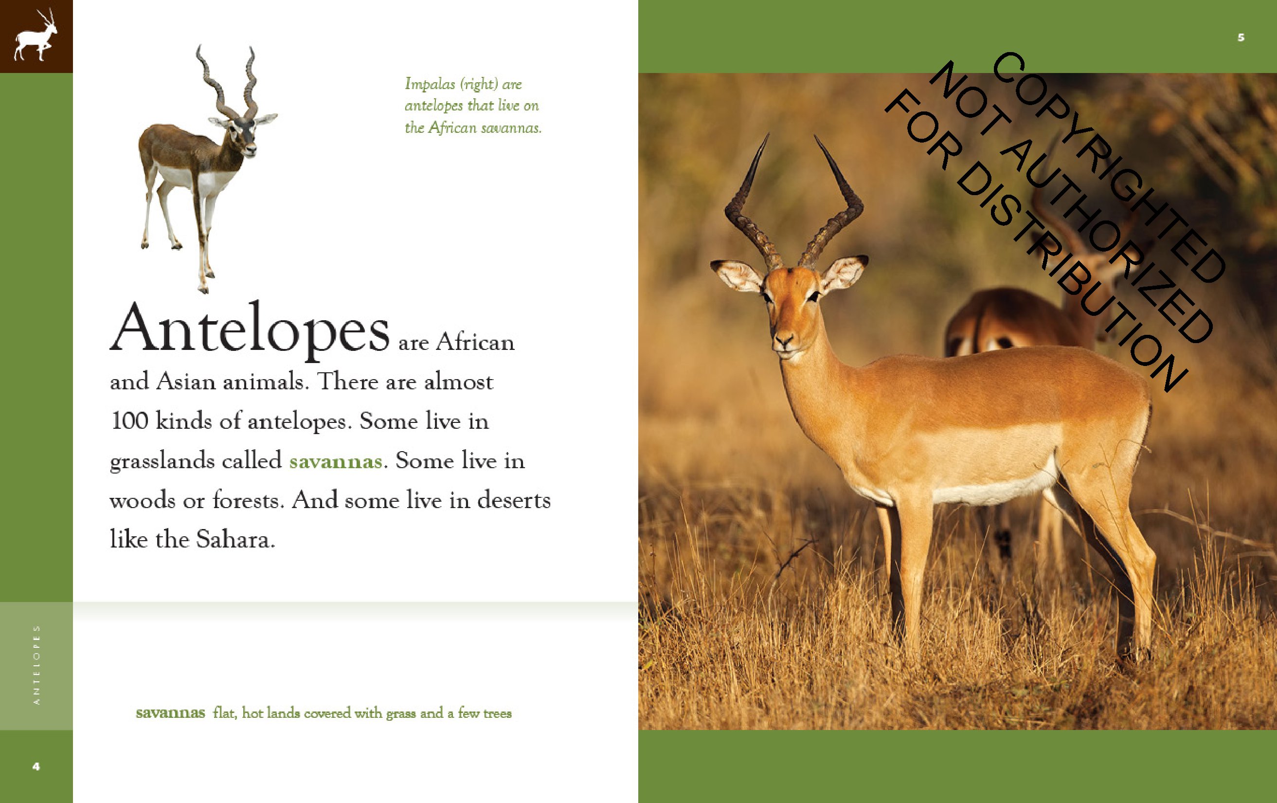 Antelopes