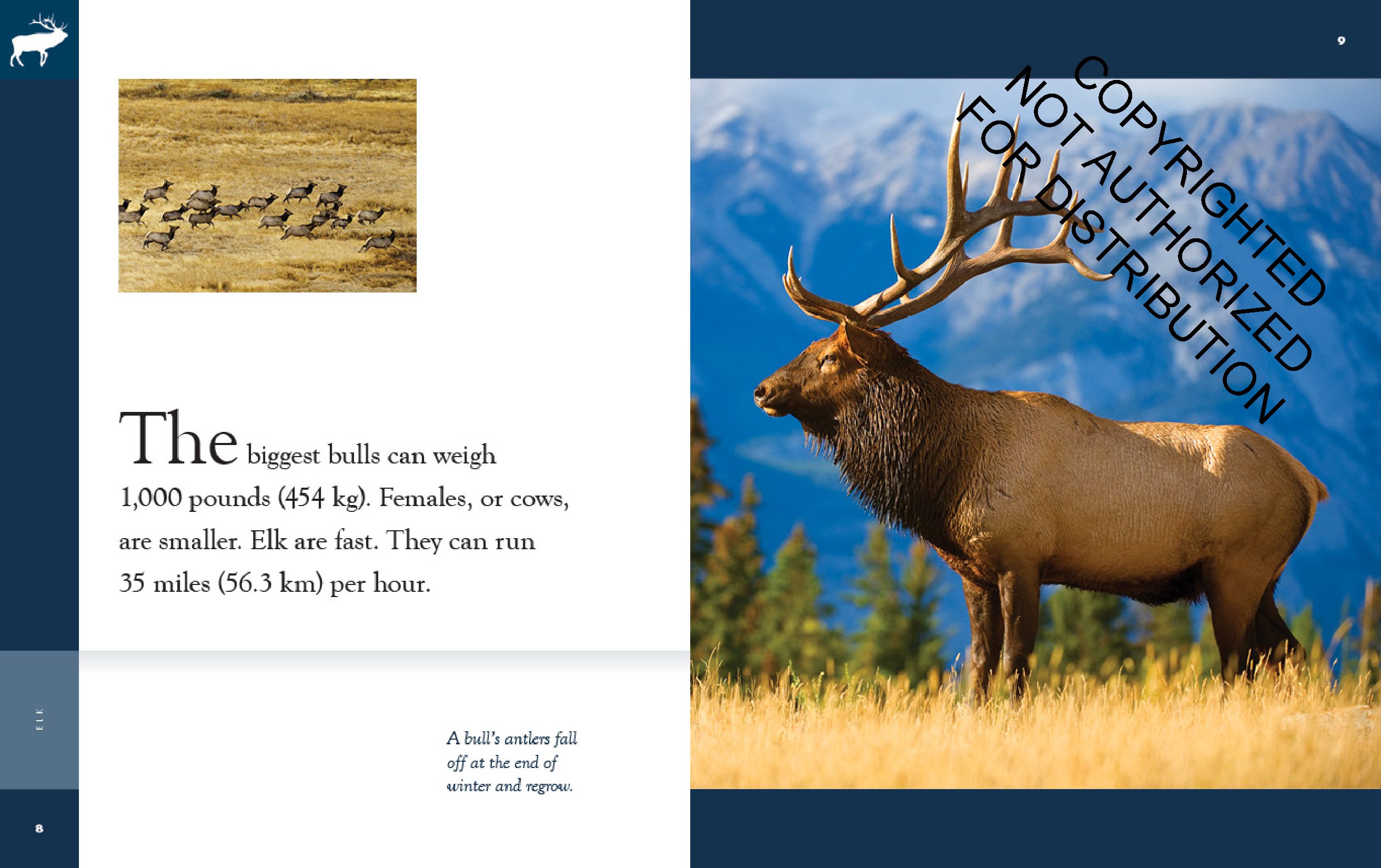 Elk