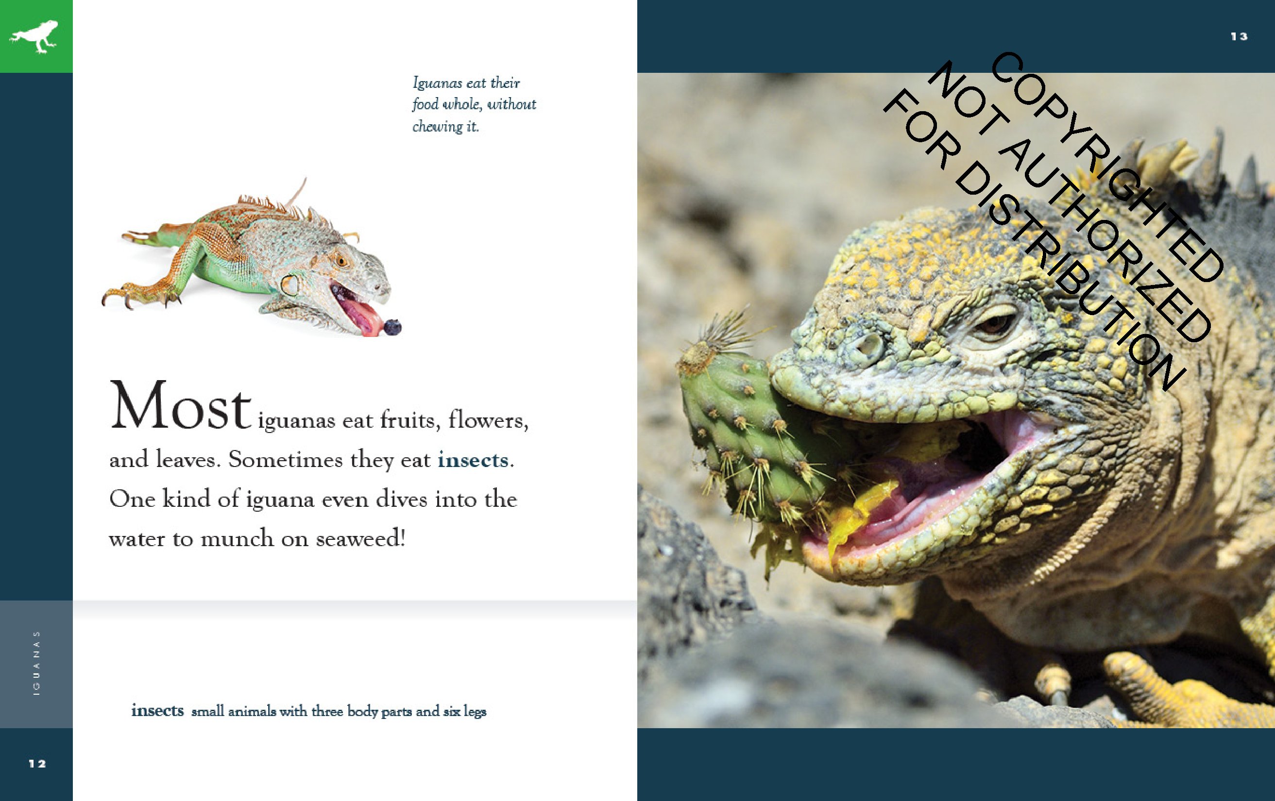 Iguanas