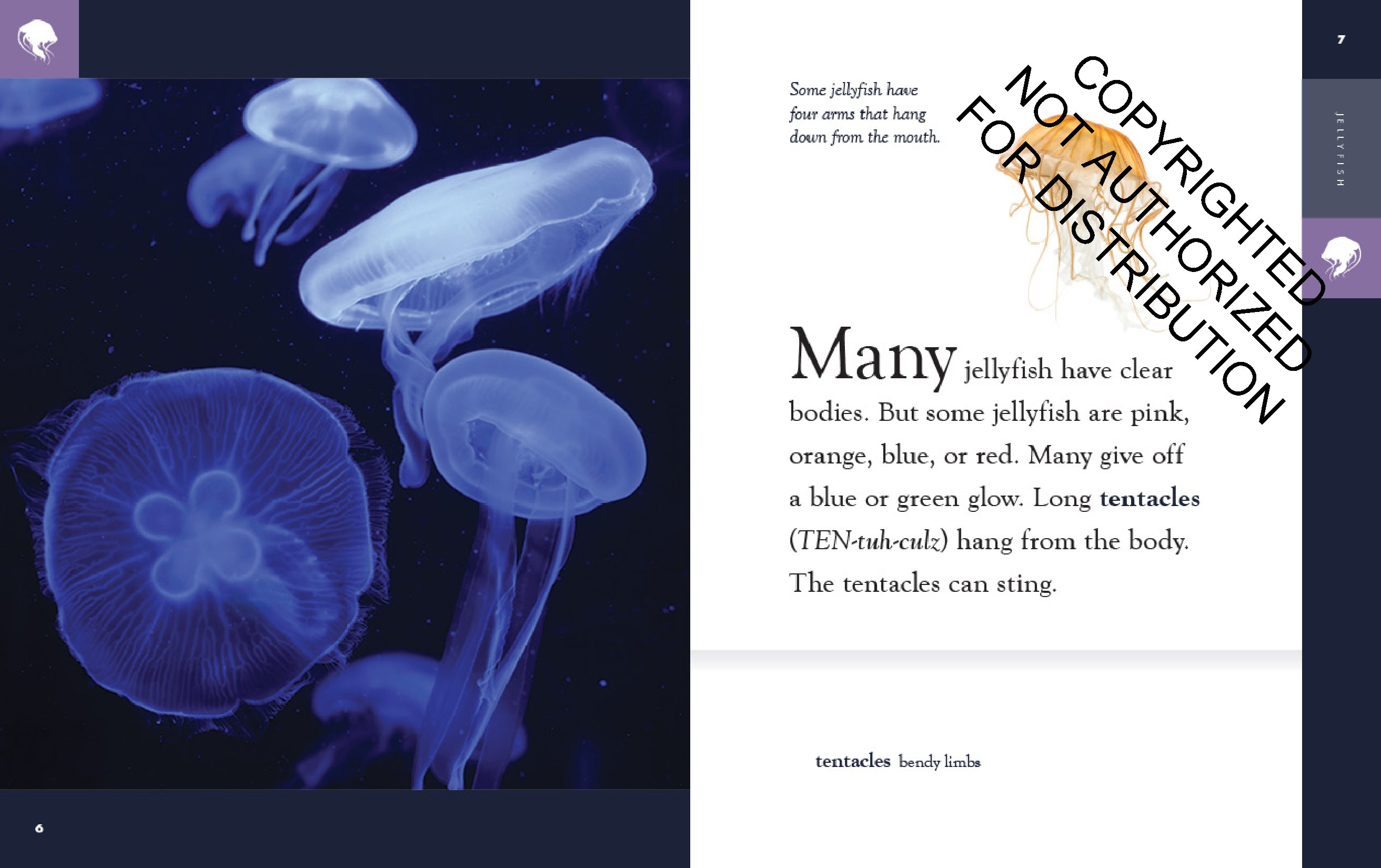 Jellyfish