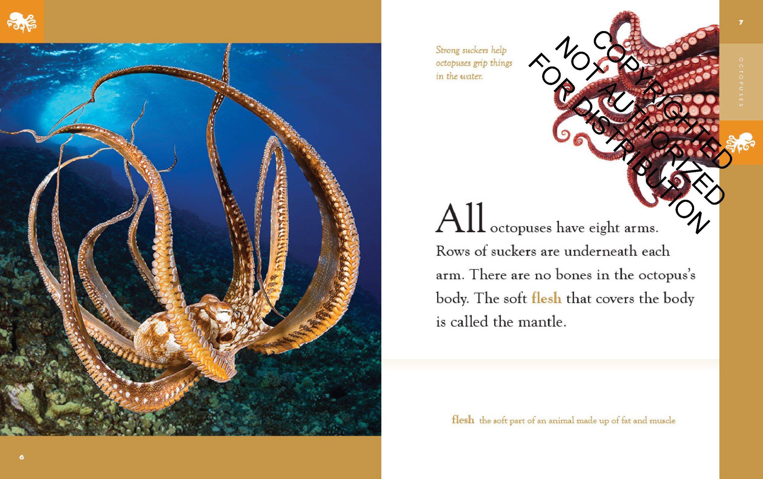 Octopuses