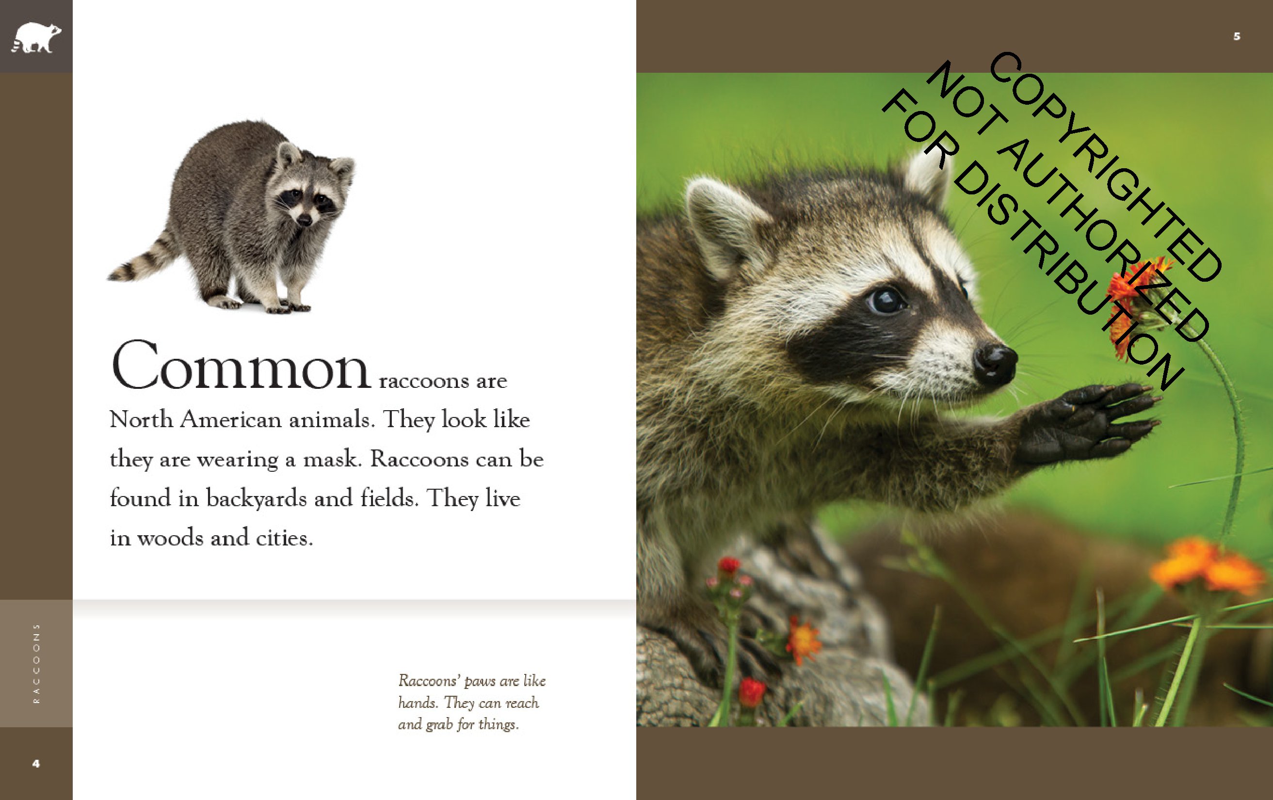 Raccoons