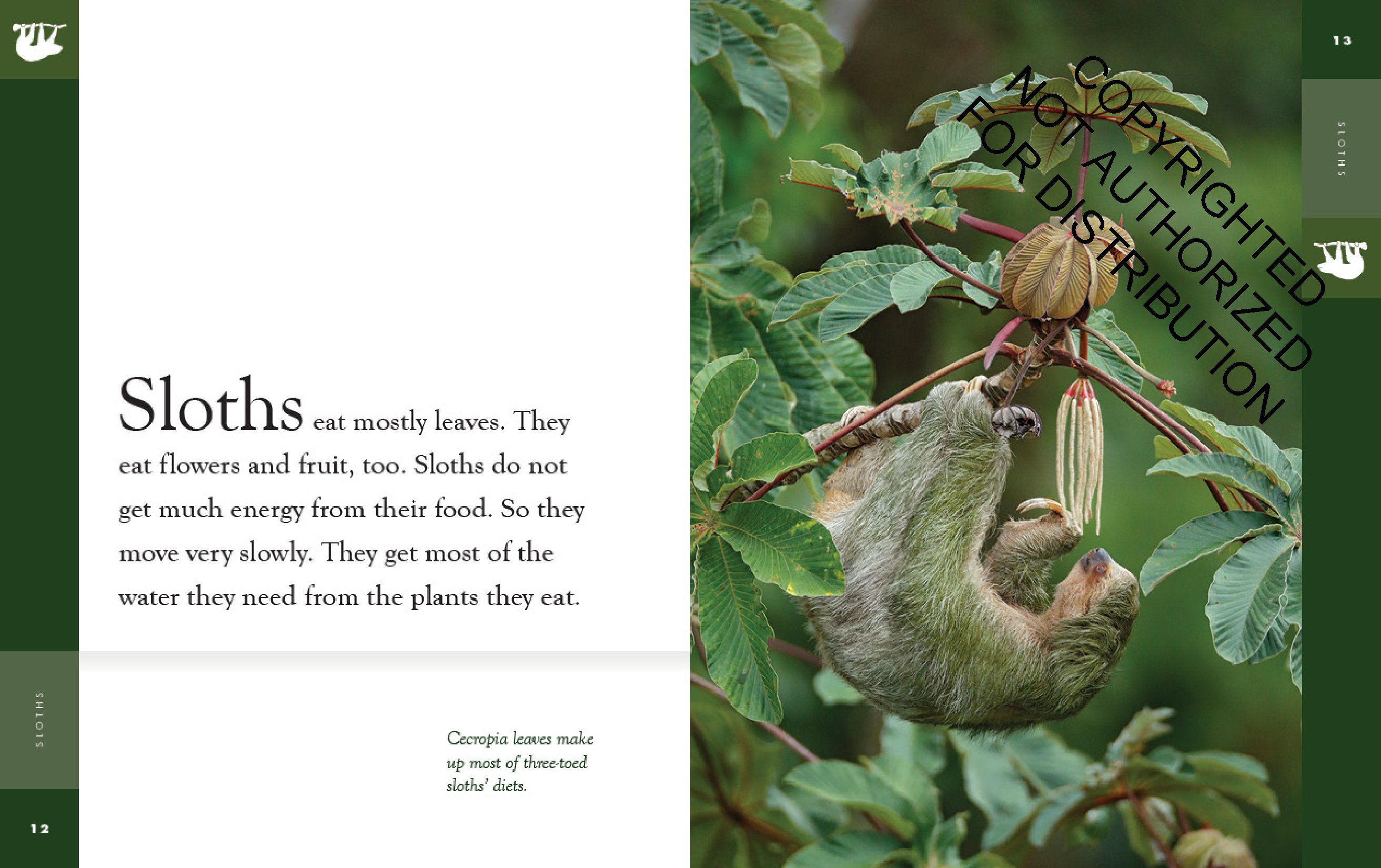 Sloths