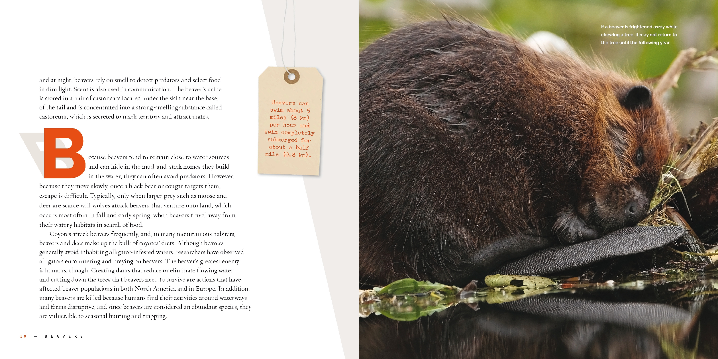 Beavers