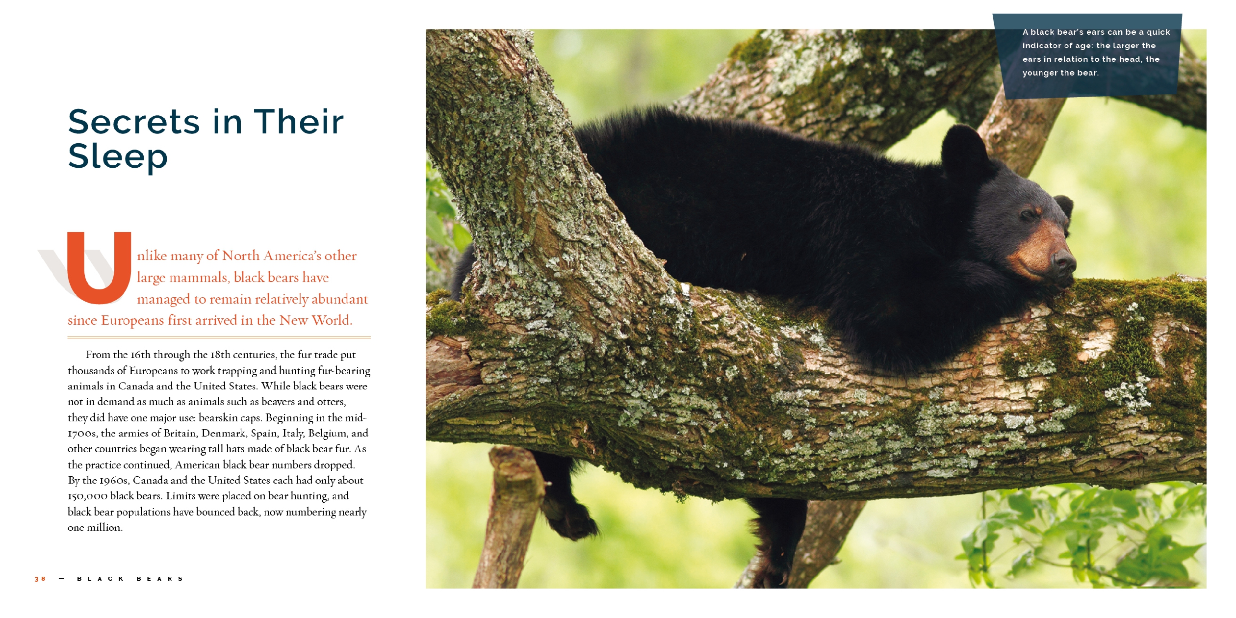 Black Bears