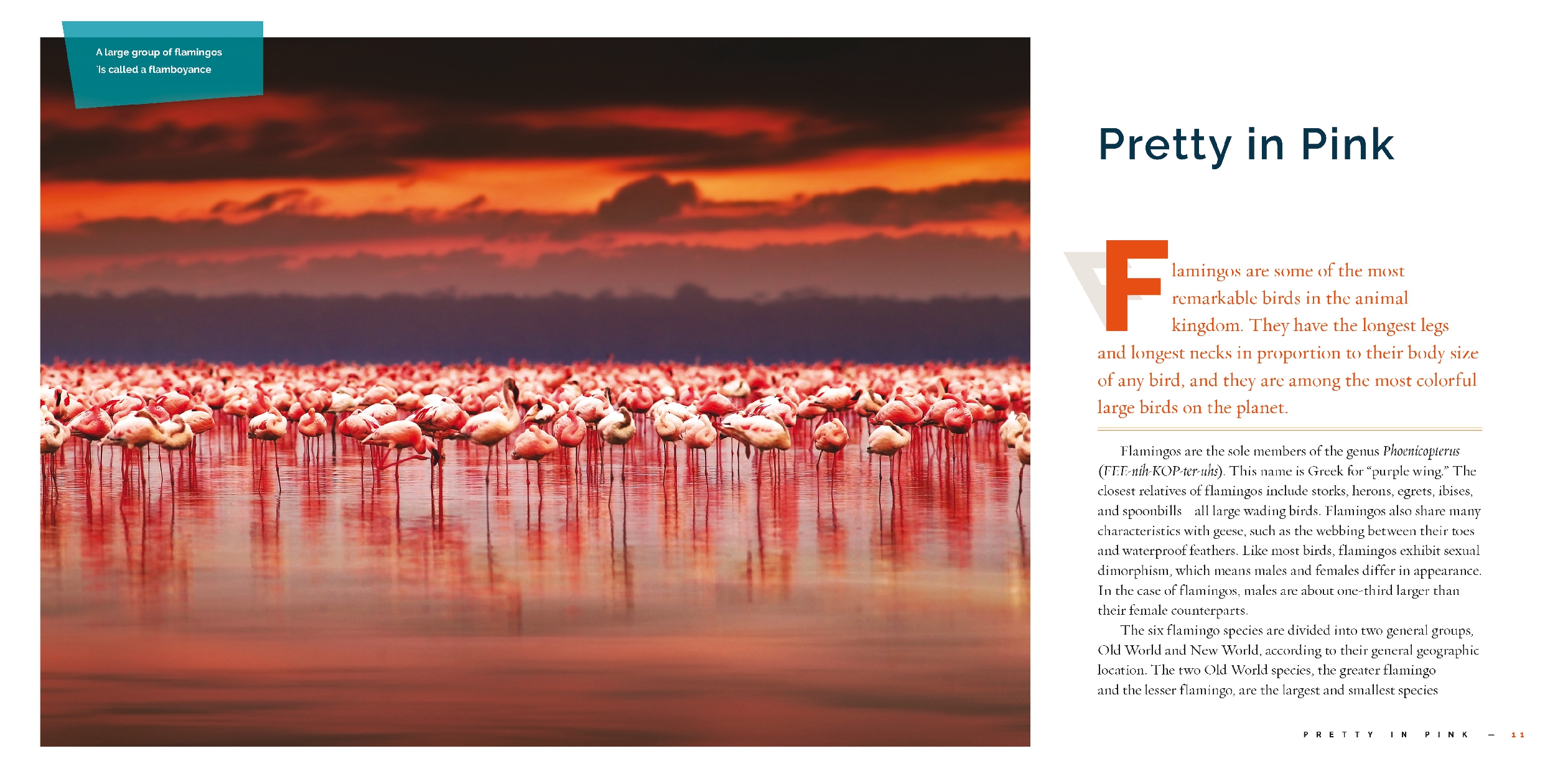 Flamingos