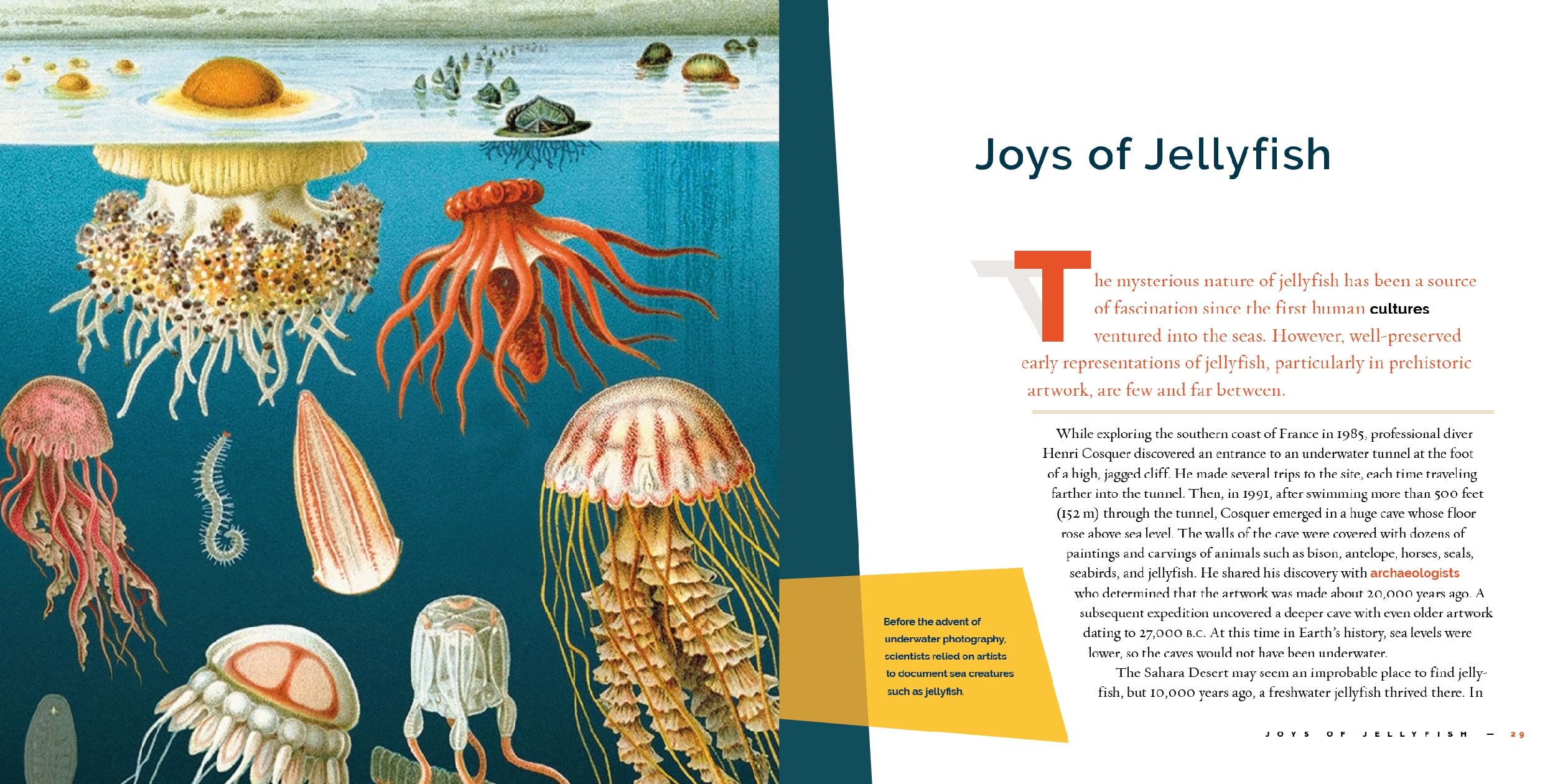 Jellyfish