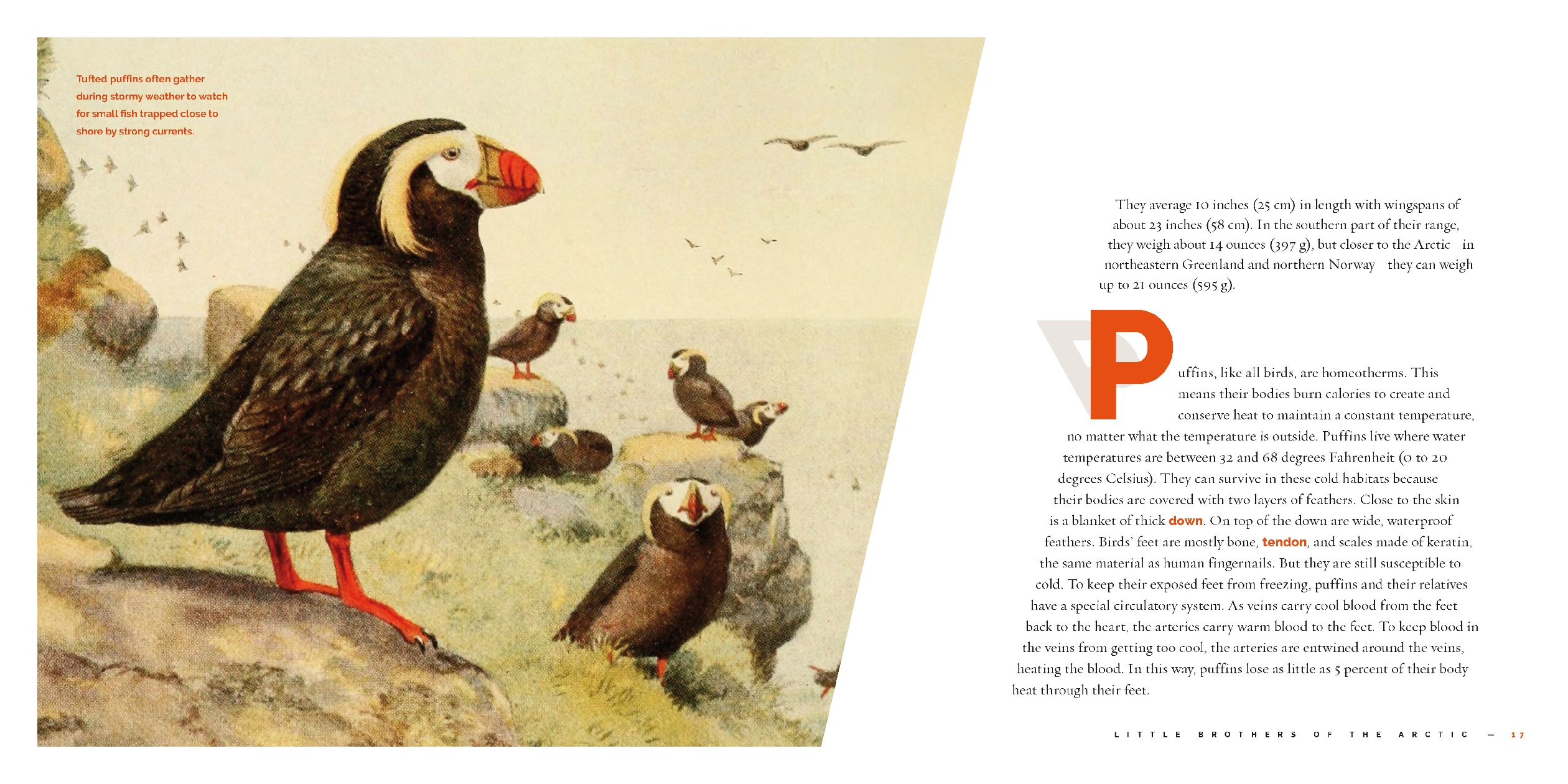 Puffins