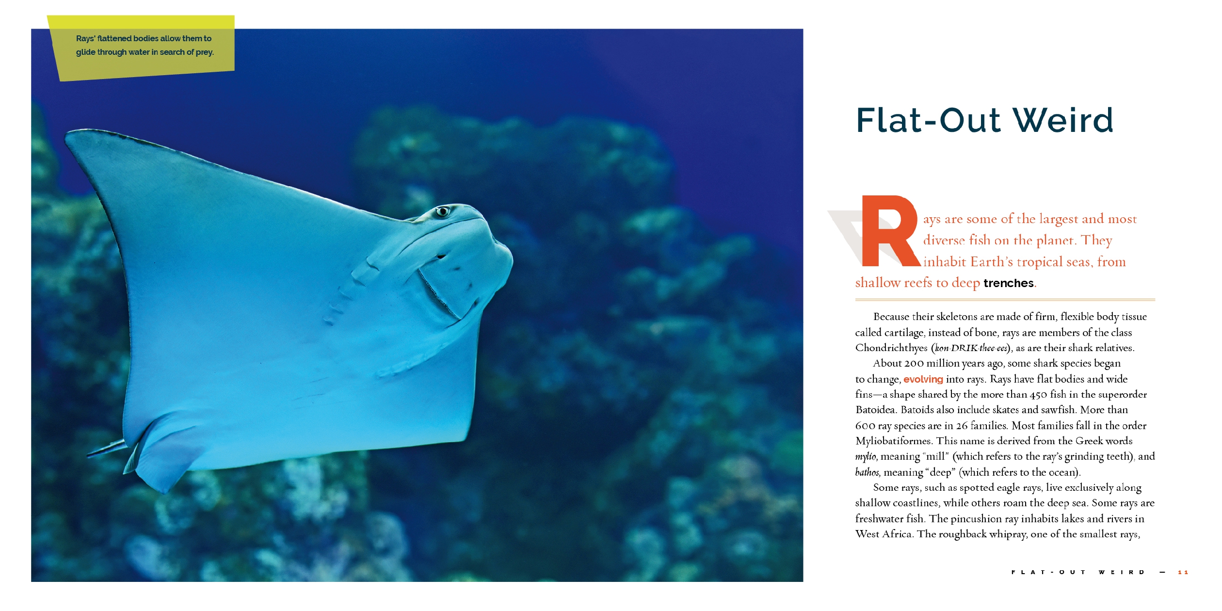 Rays