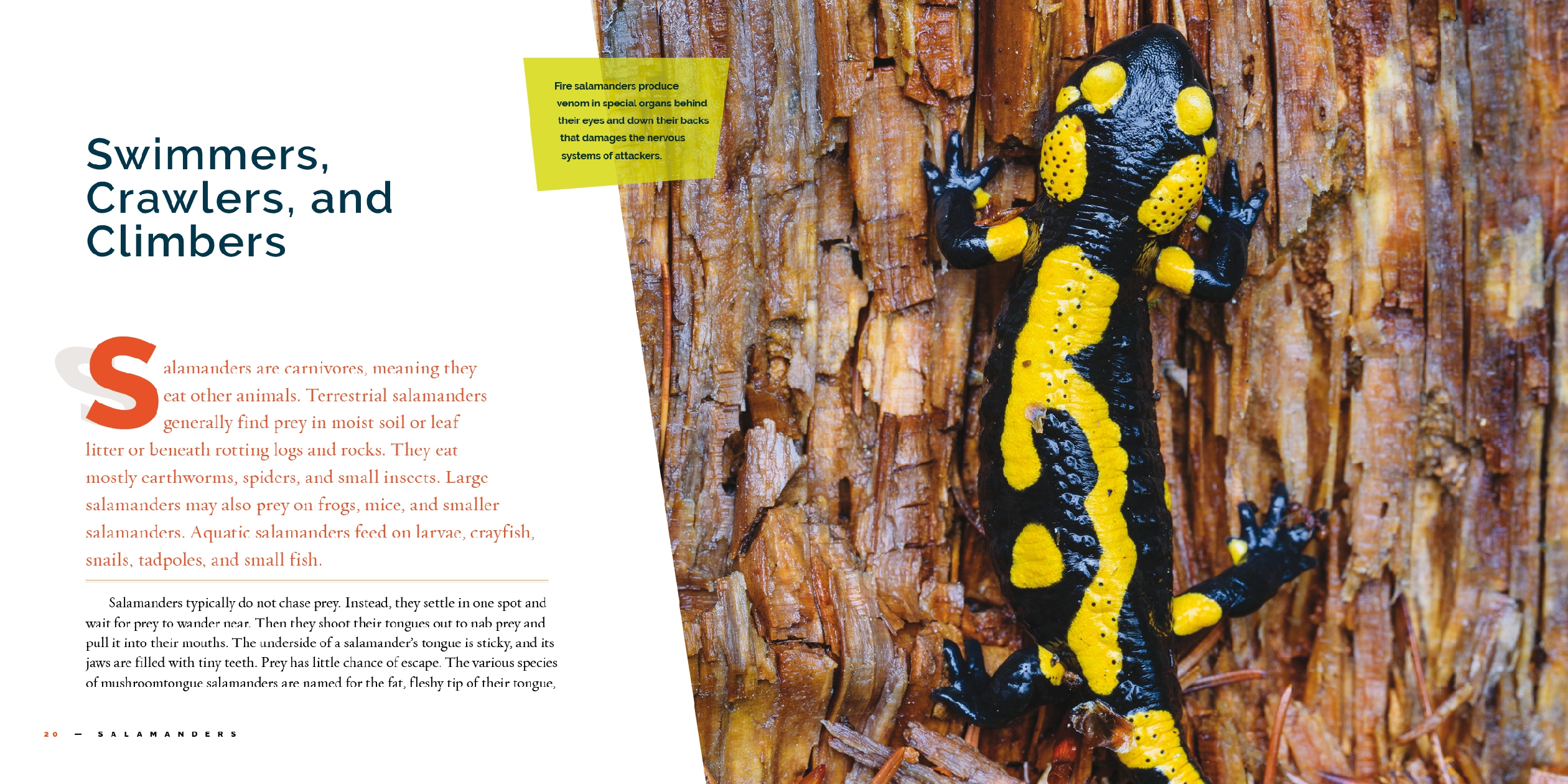 Salamanders