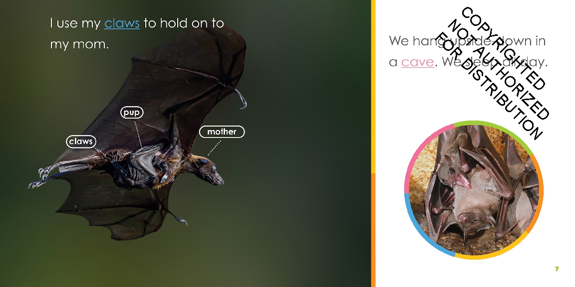 Baby Bats