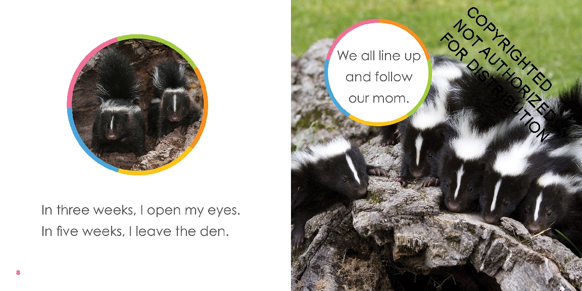 Baby Skunks