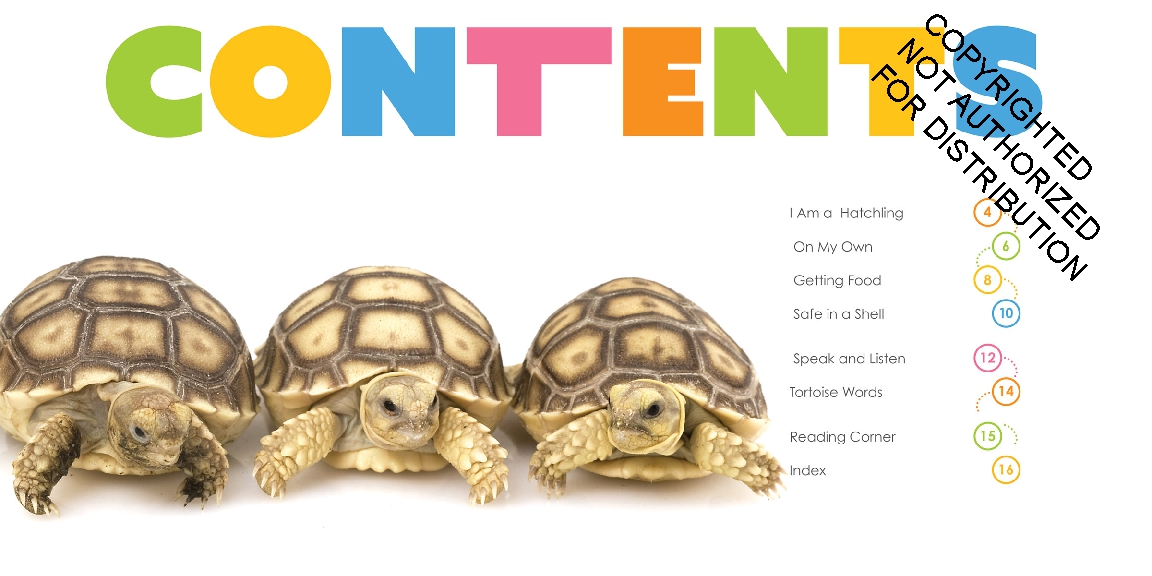 Baby Tortoises
