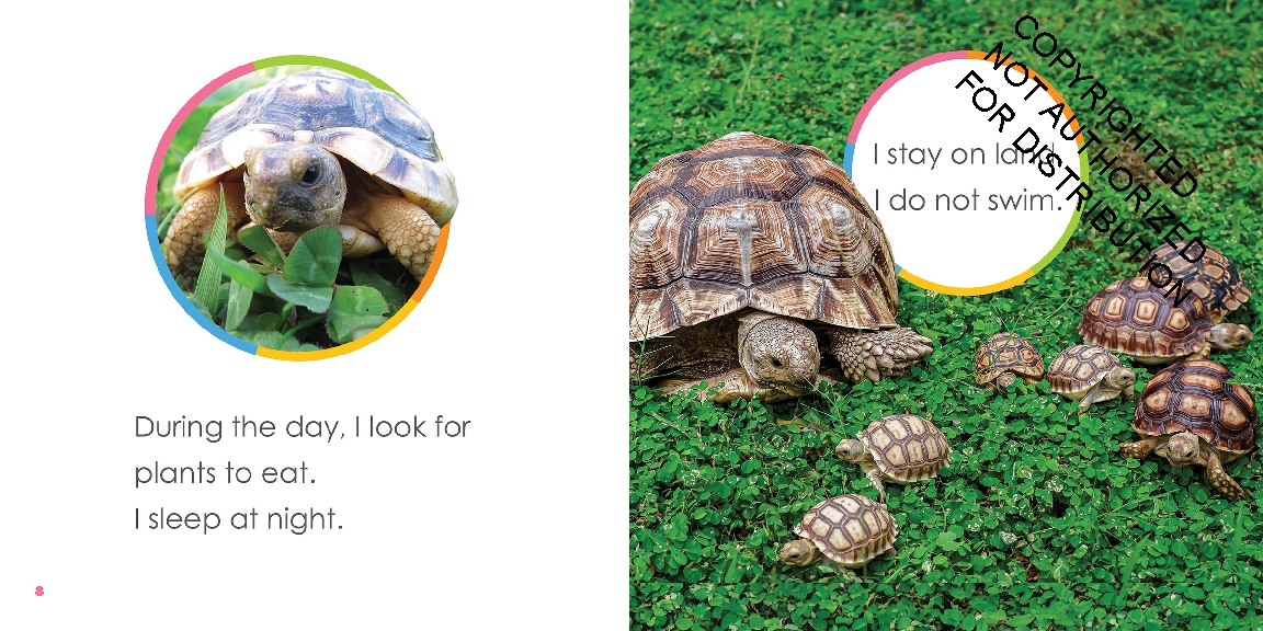 Baby Tortoises