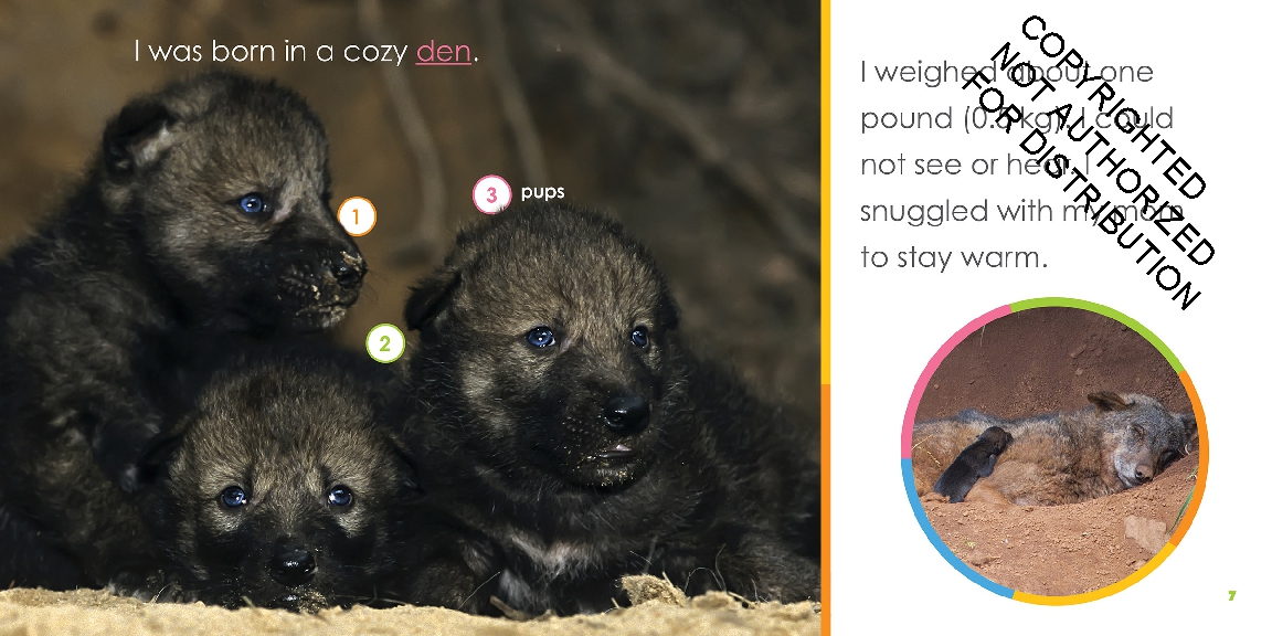 Baby Wolves