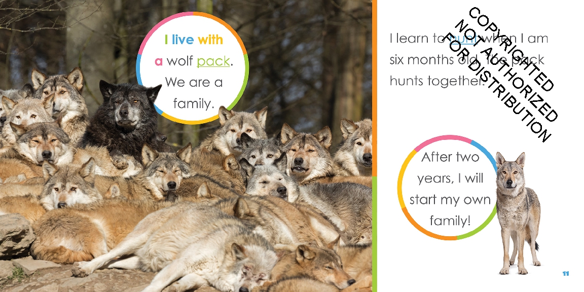 Baby Wolves