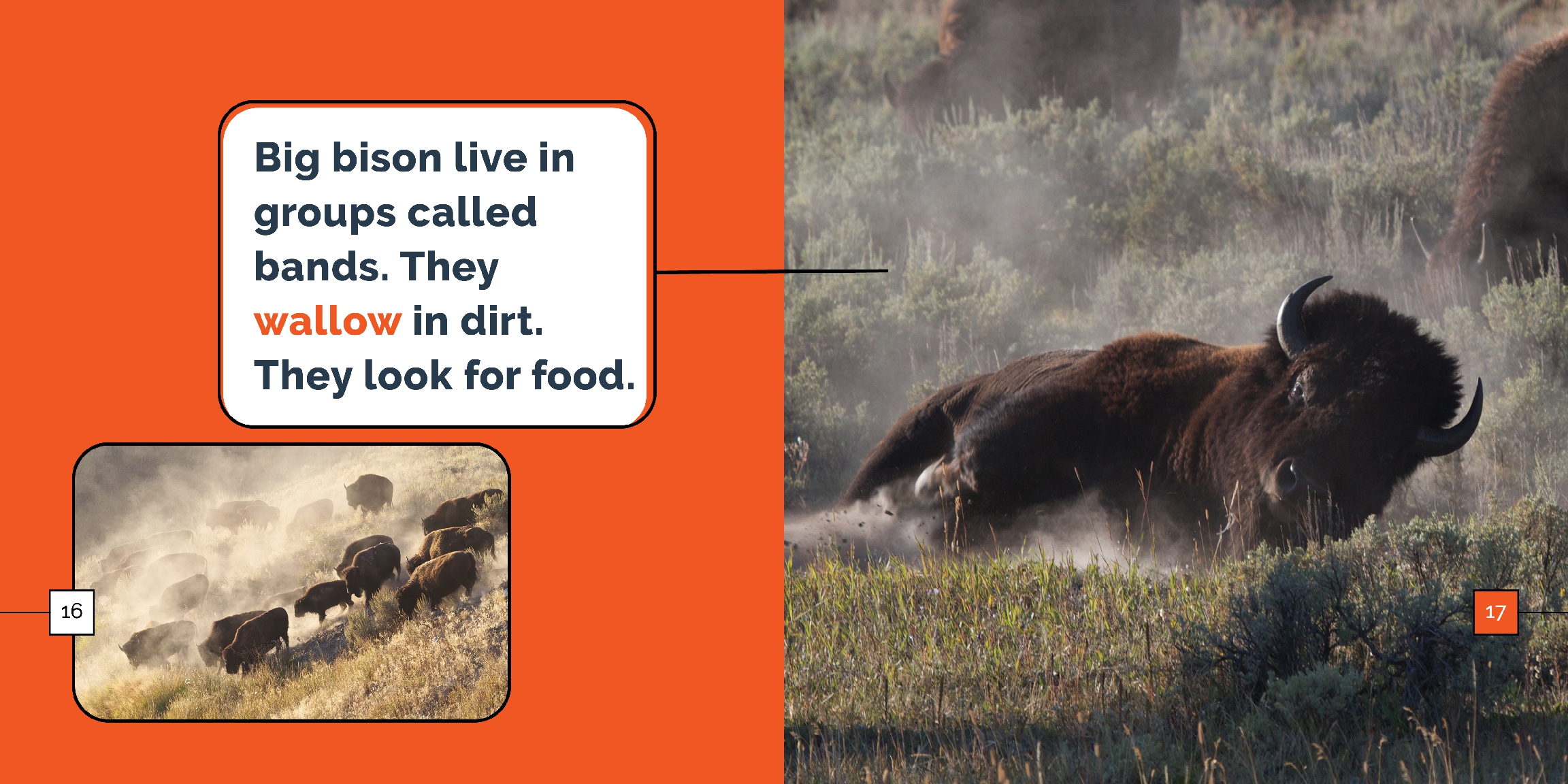 Bison