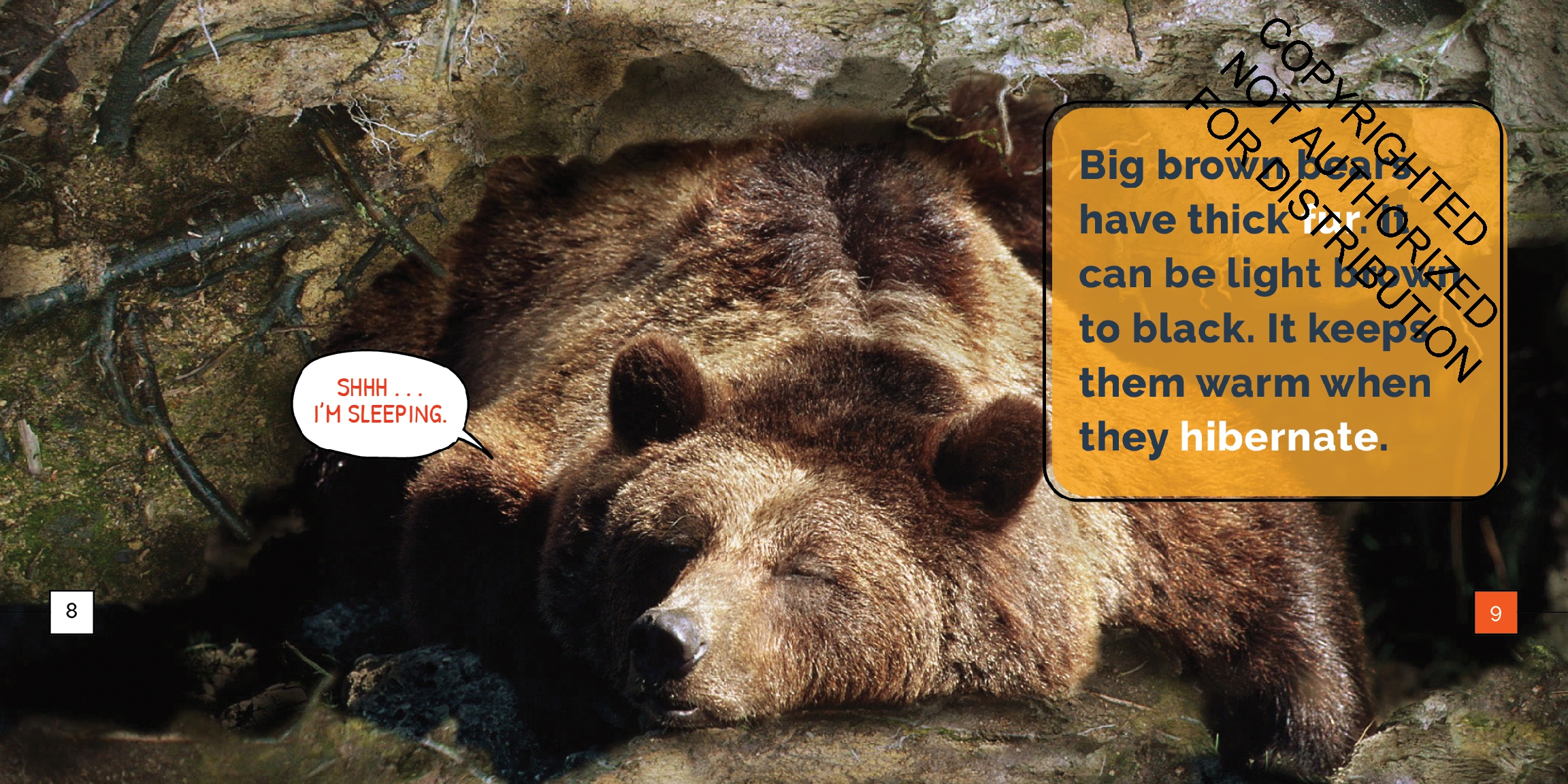 Brown Bears