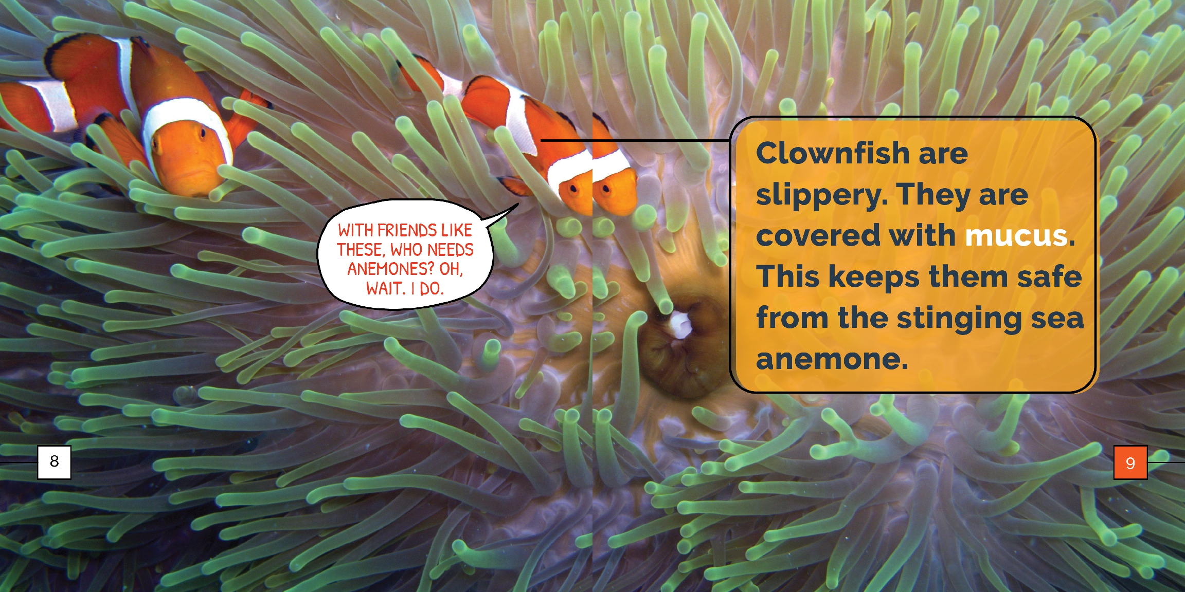 Clownfish