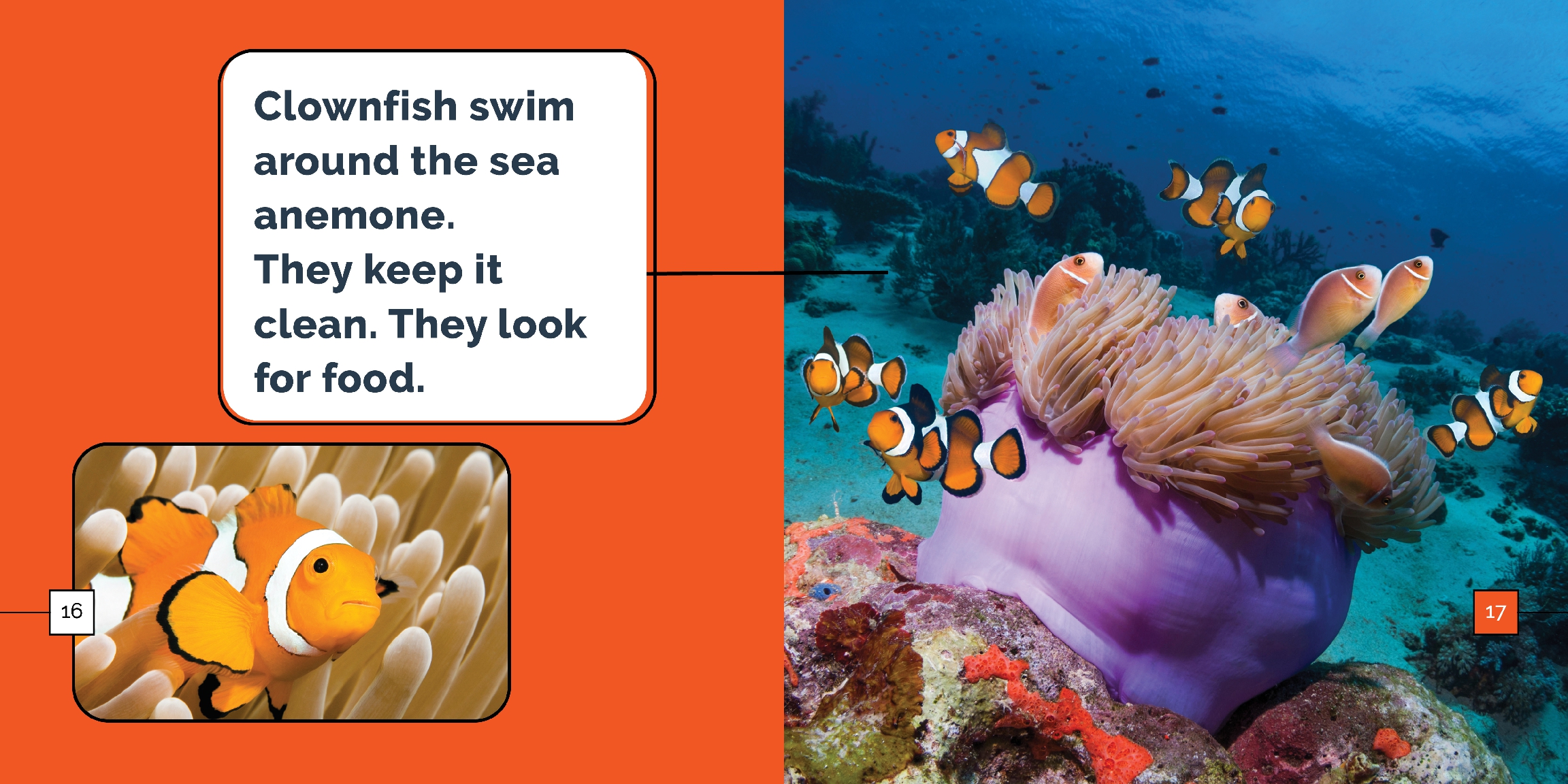 Clownfish