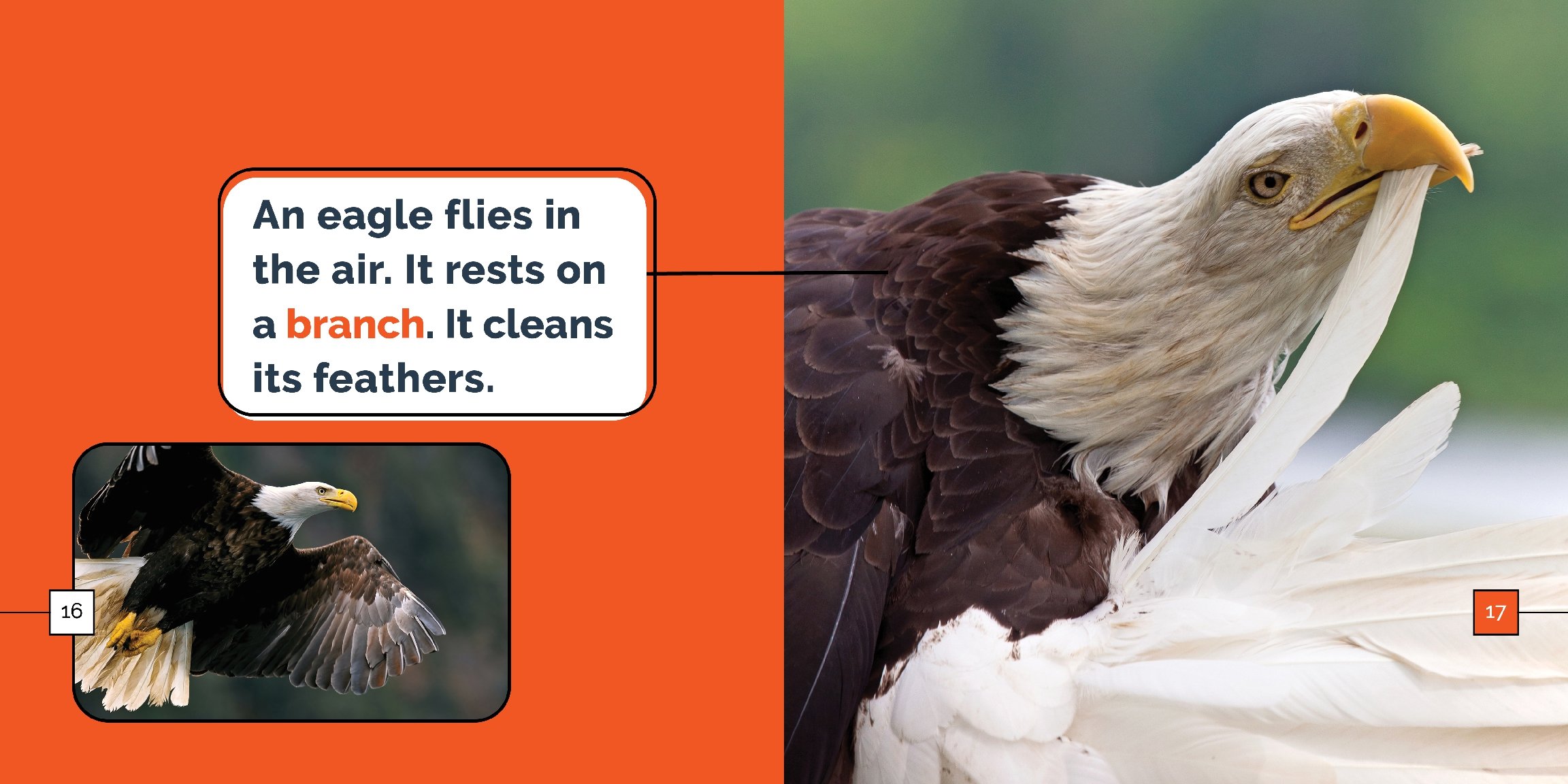 Eagles