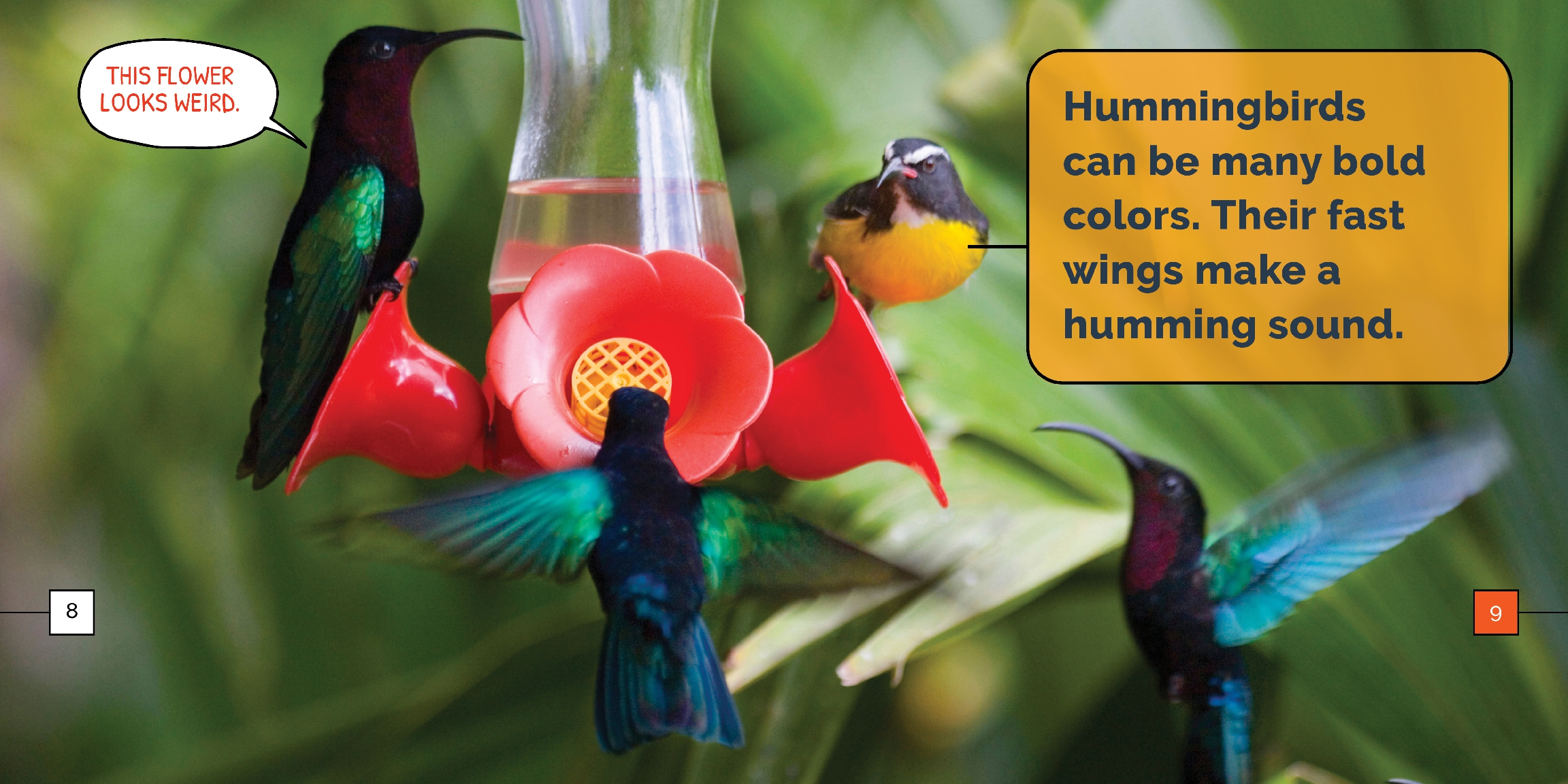 Hummingbirds