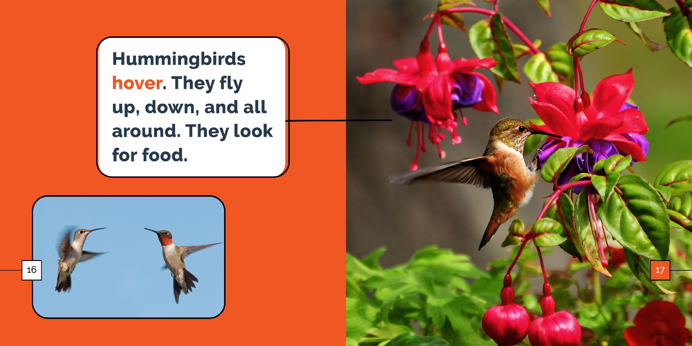 Hummingbirds