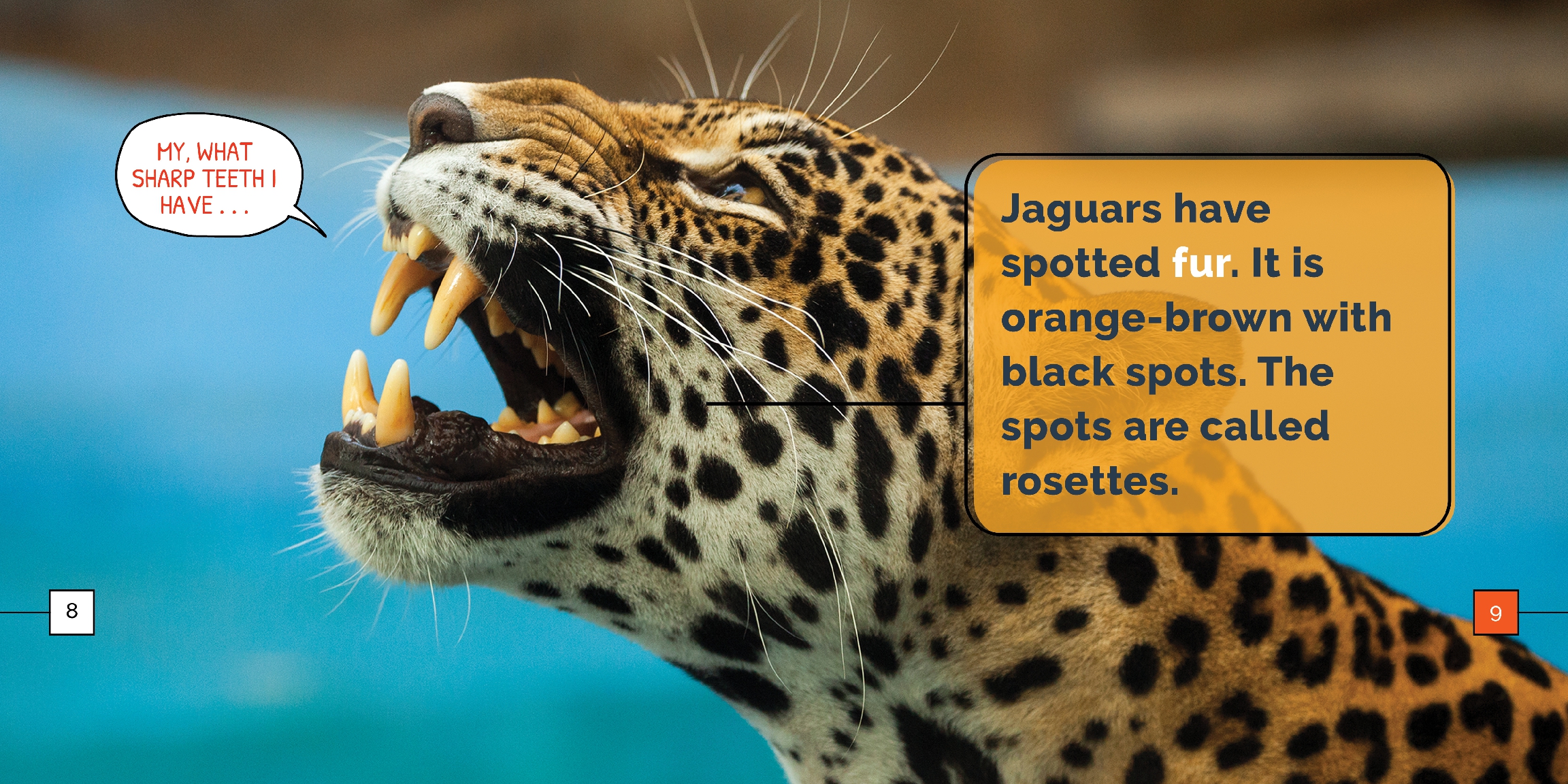 Jaguars