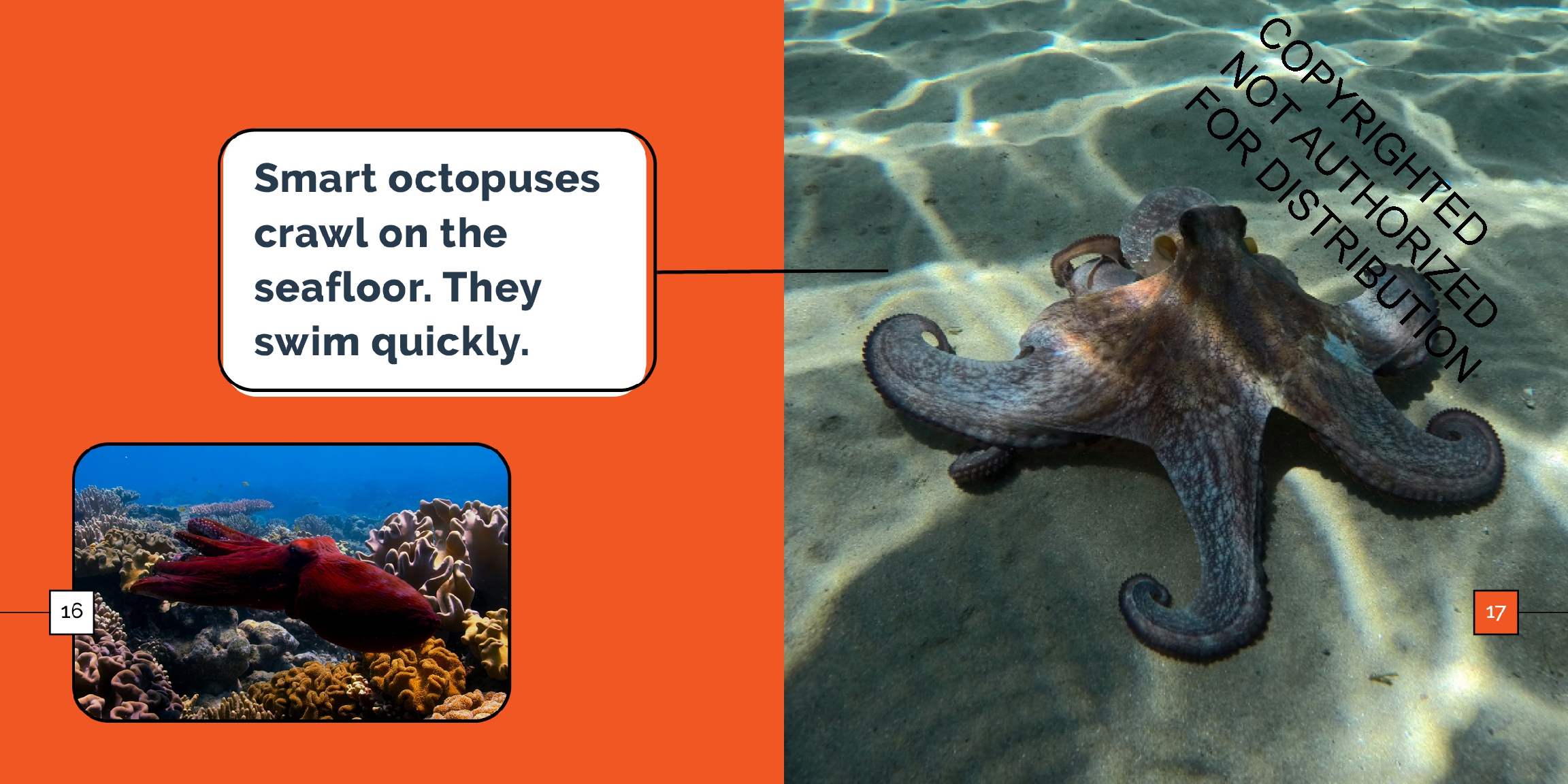 Octopuses