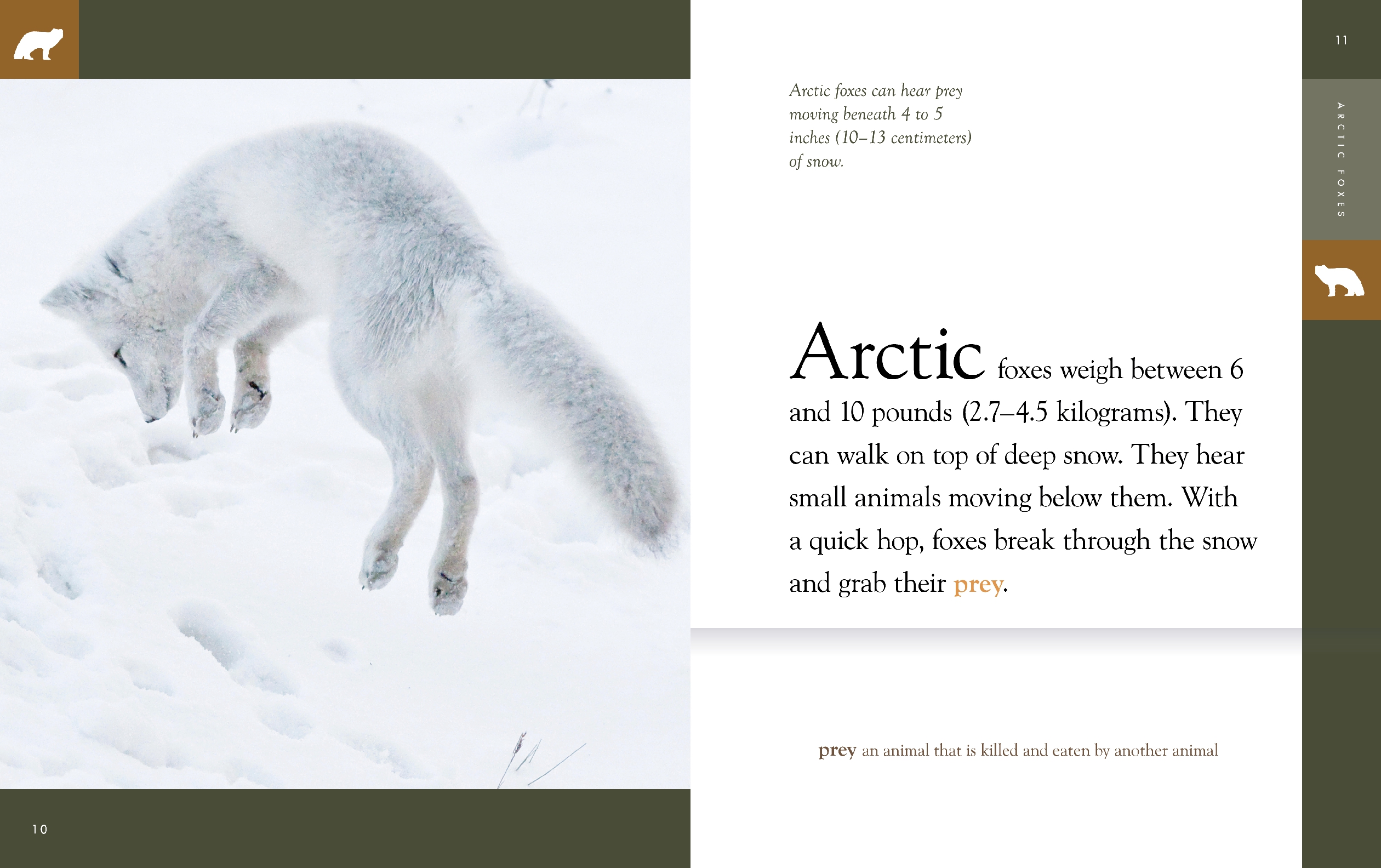 Arctic Foxes