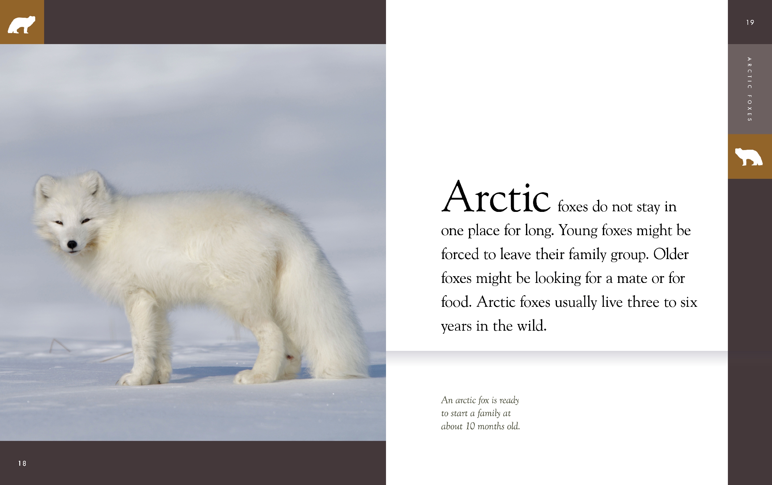 Arctic Foxes