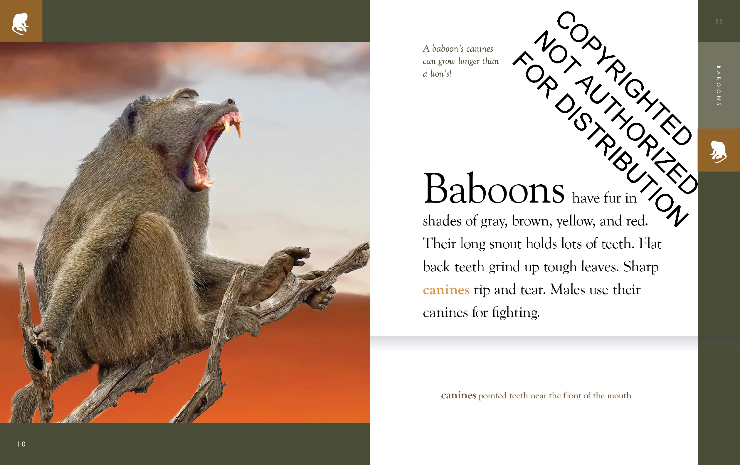 Baboons
