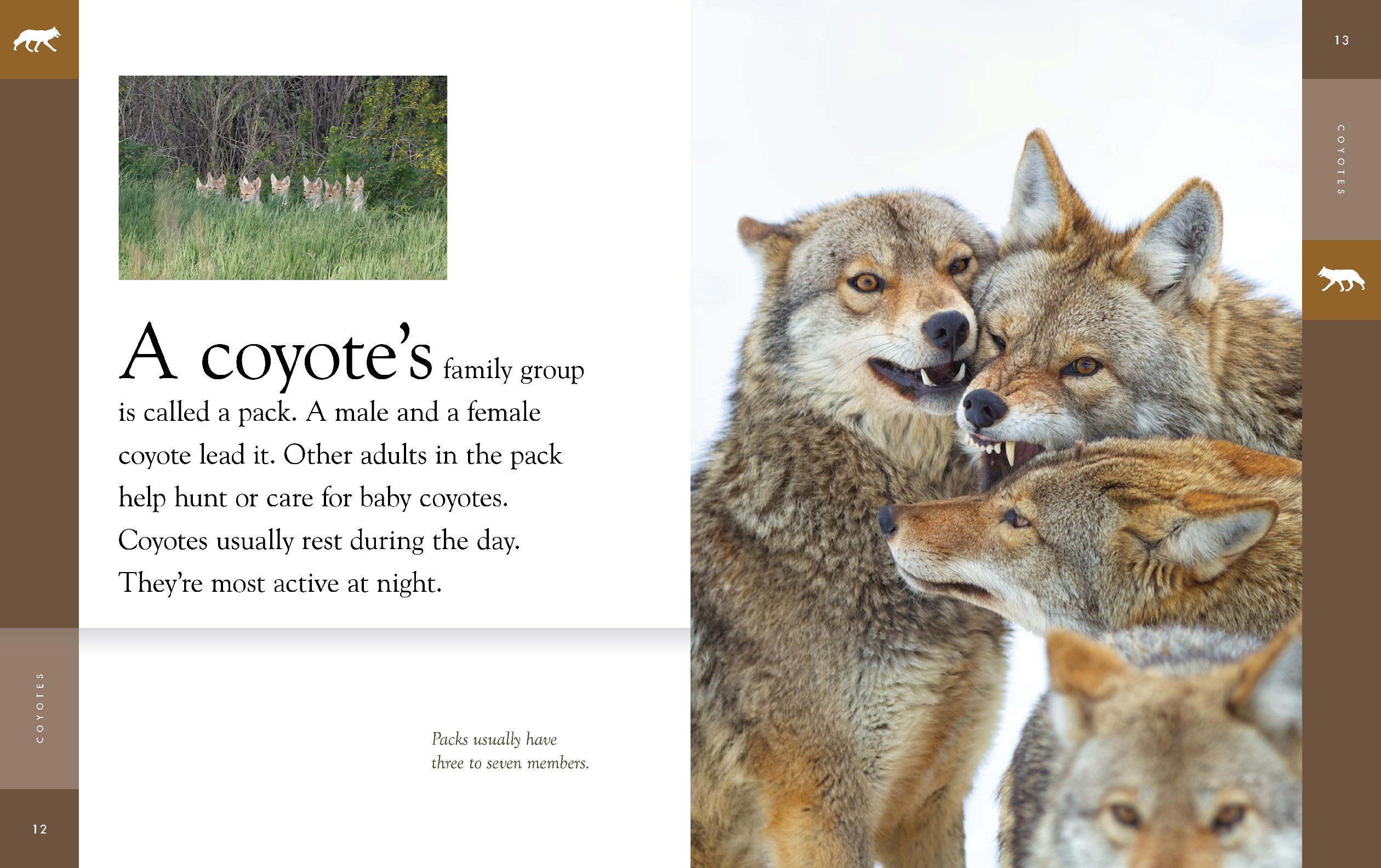 Coyotes