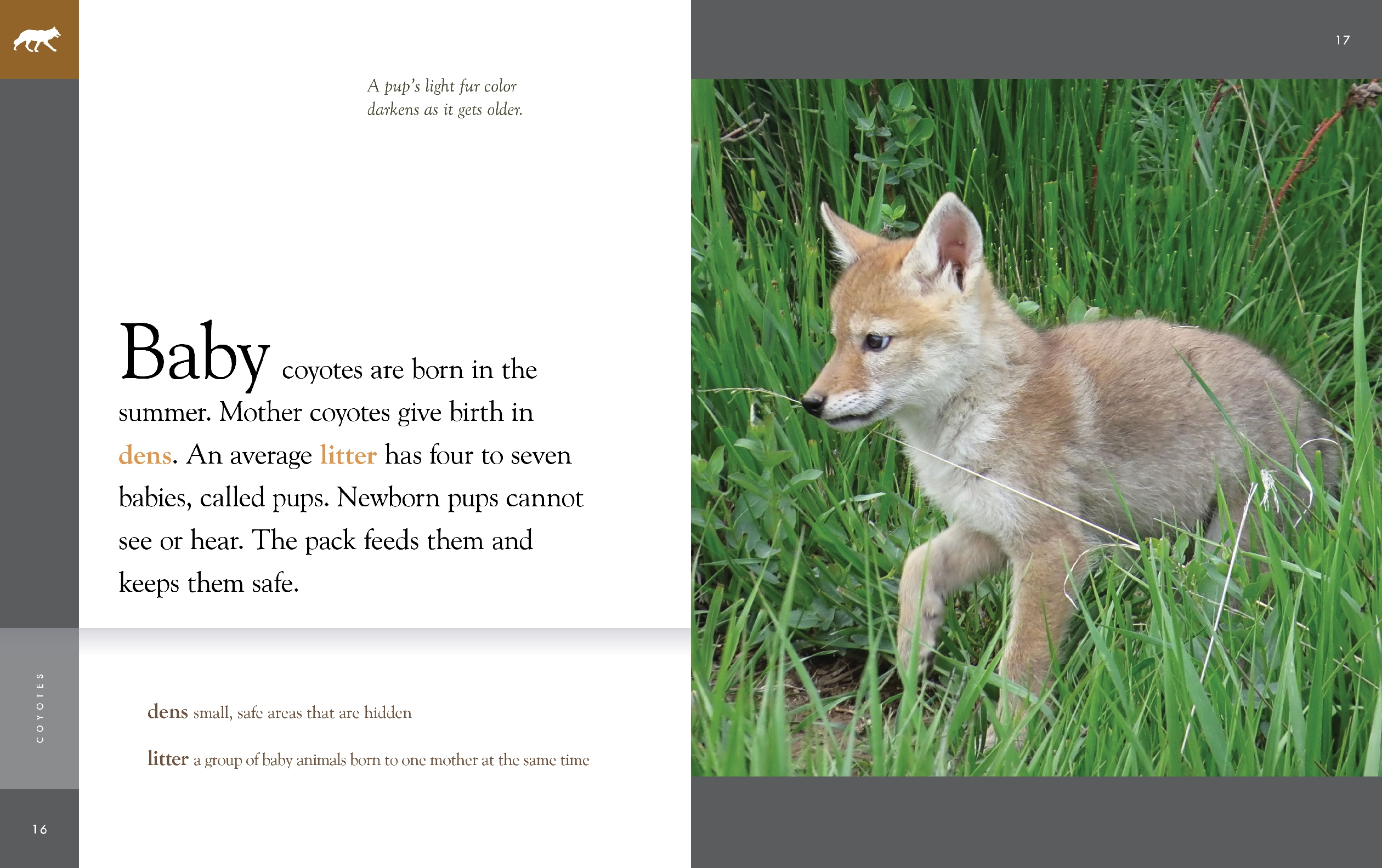 Coyotes