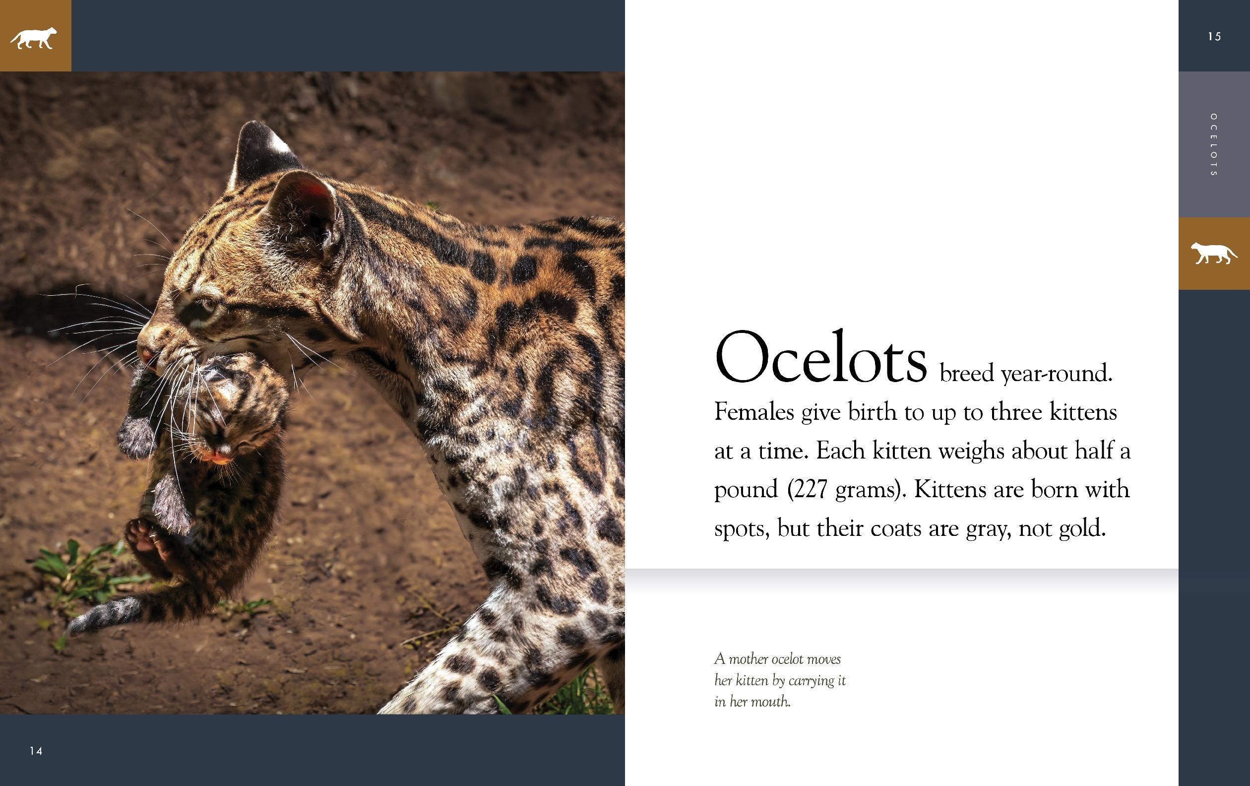 Ocelots