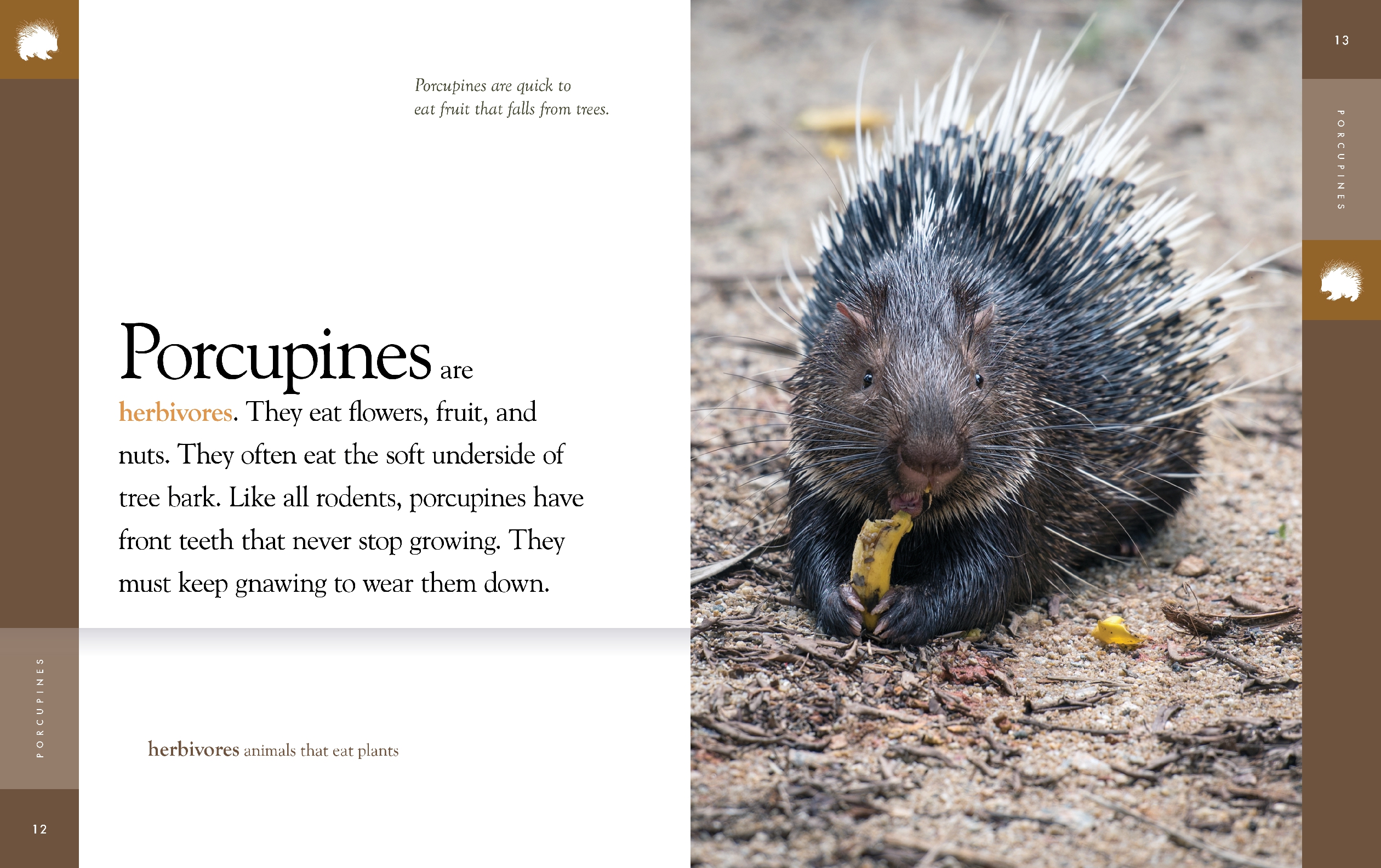 Porcupines