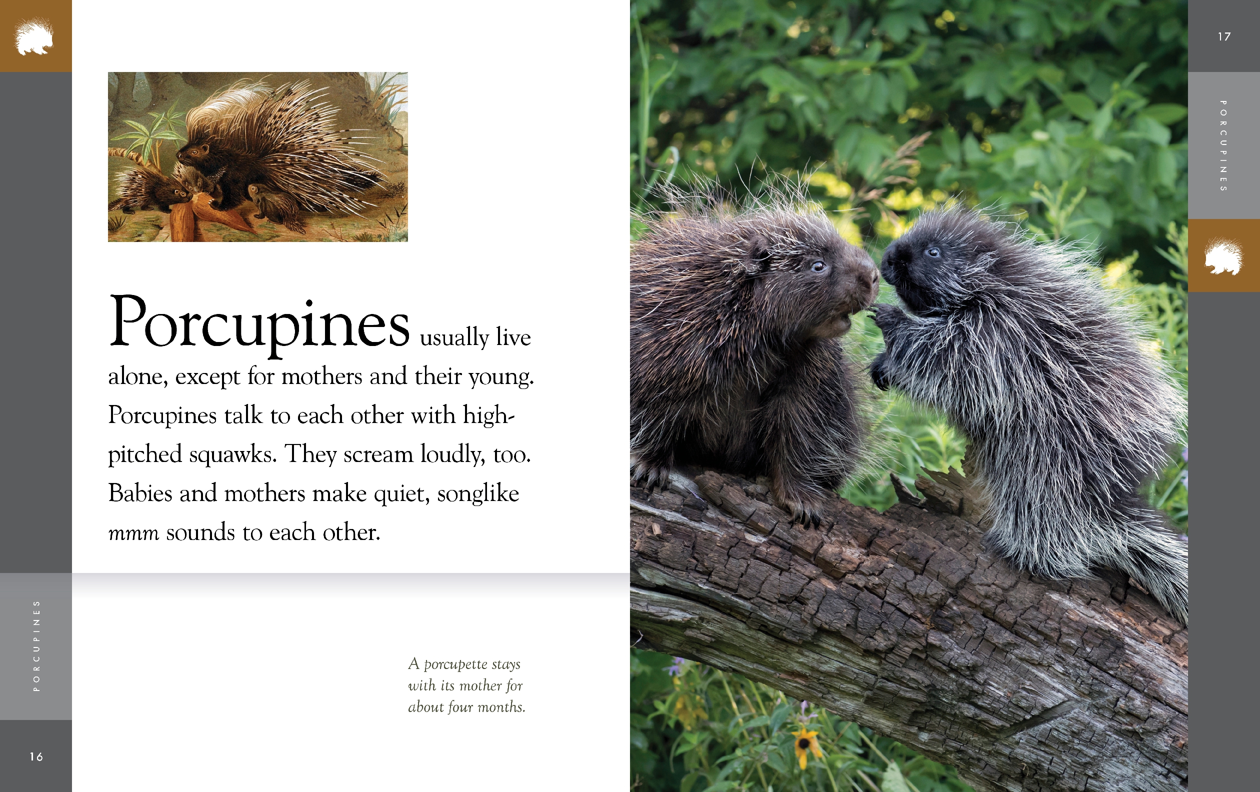 Porcupines